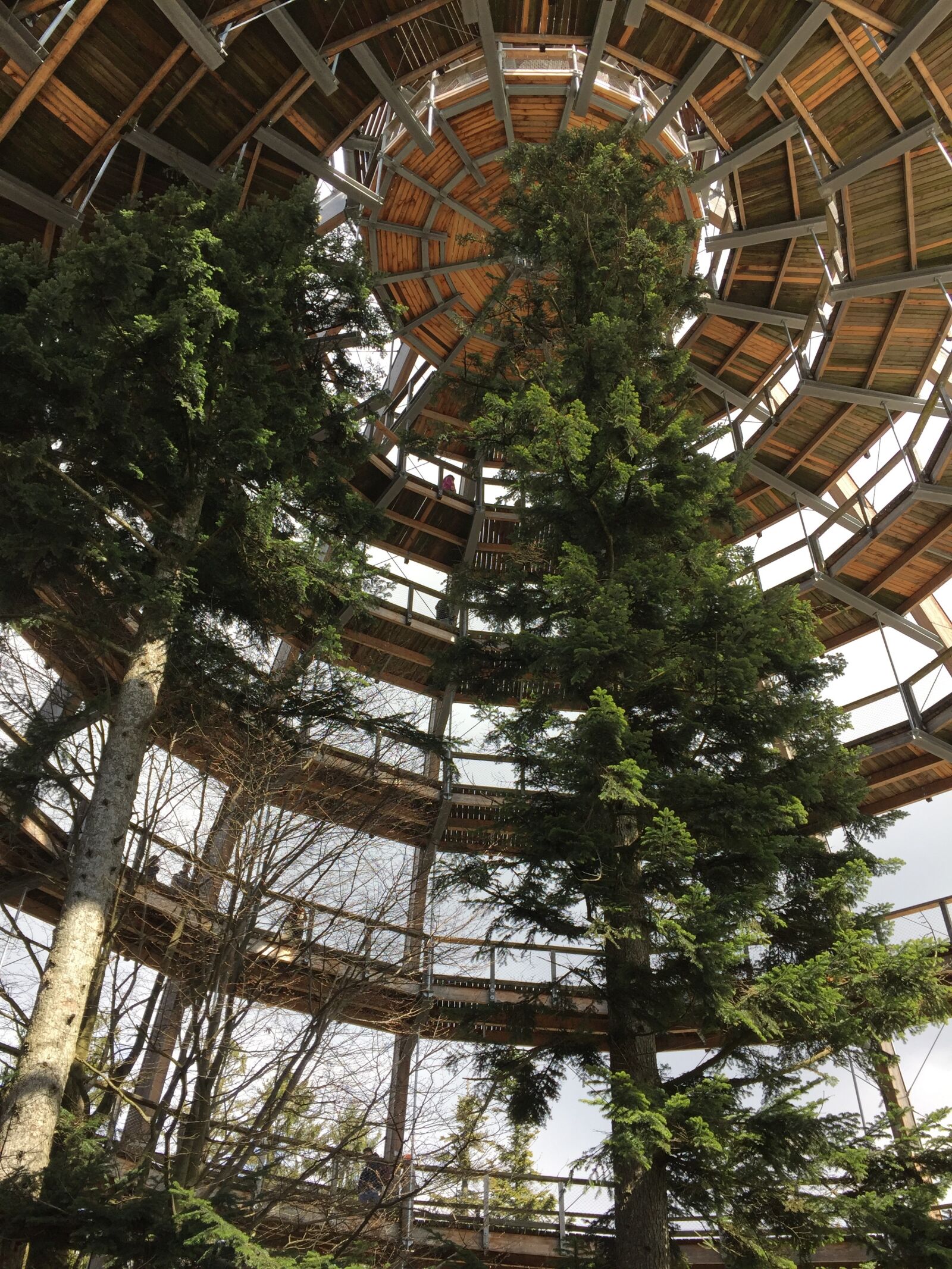 iPhone 6 Plus back camera 4.15mm f/2.2 sample photo. Tree, the forest canopy photography