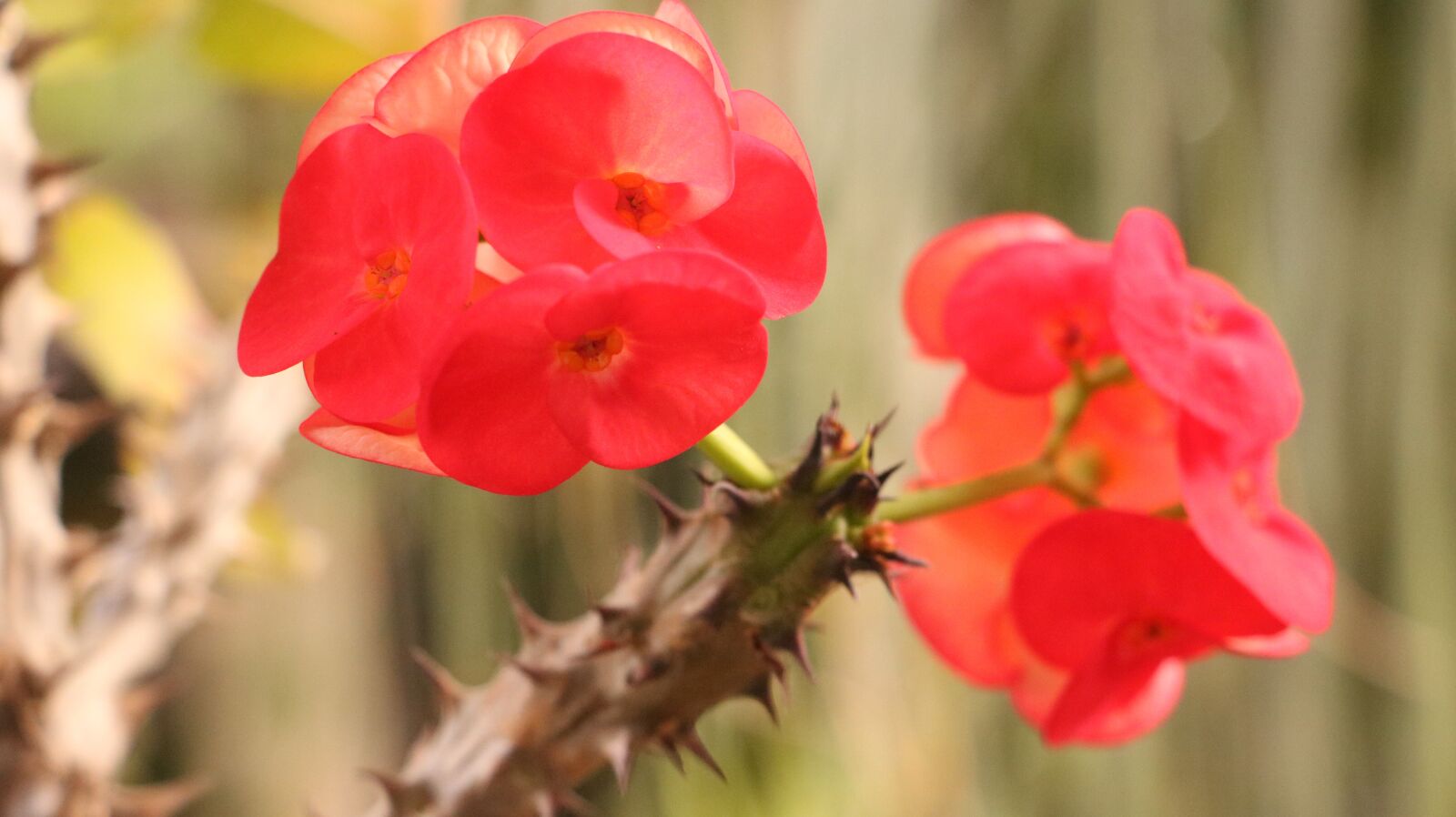 Canon EOS 750D (EOS Rebel T6i / EOS Kiss X8i) sample photo. Flowers, garden, plant photography