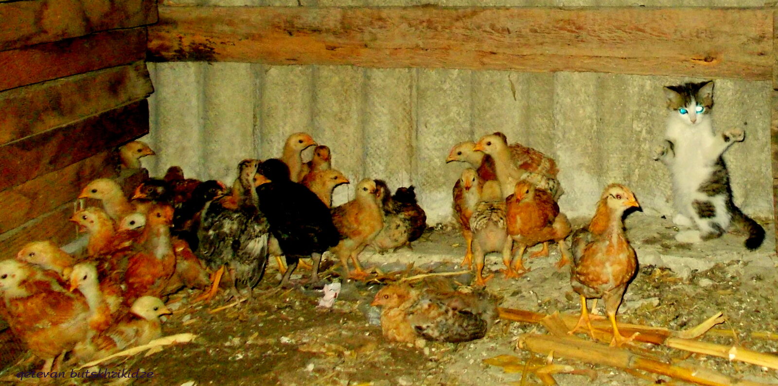 Nikon COOLPIX L25 sample photo. Cat, chicken photography