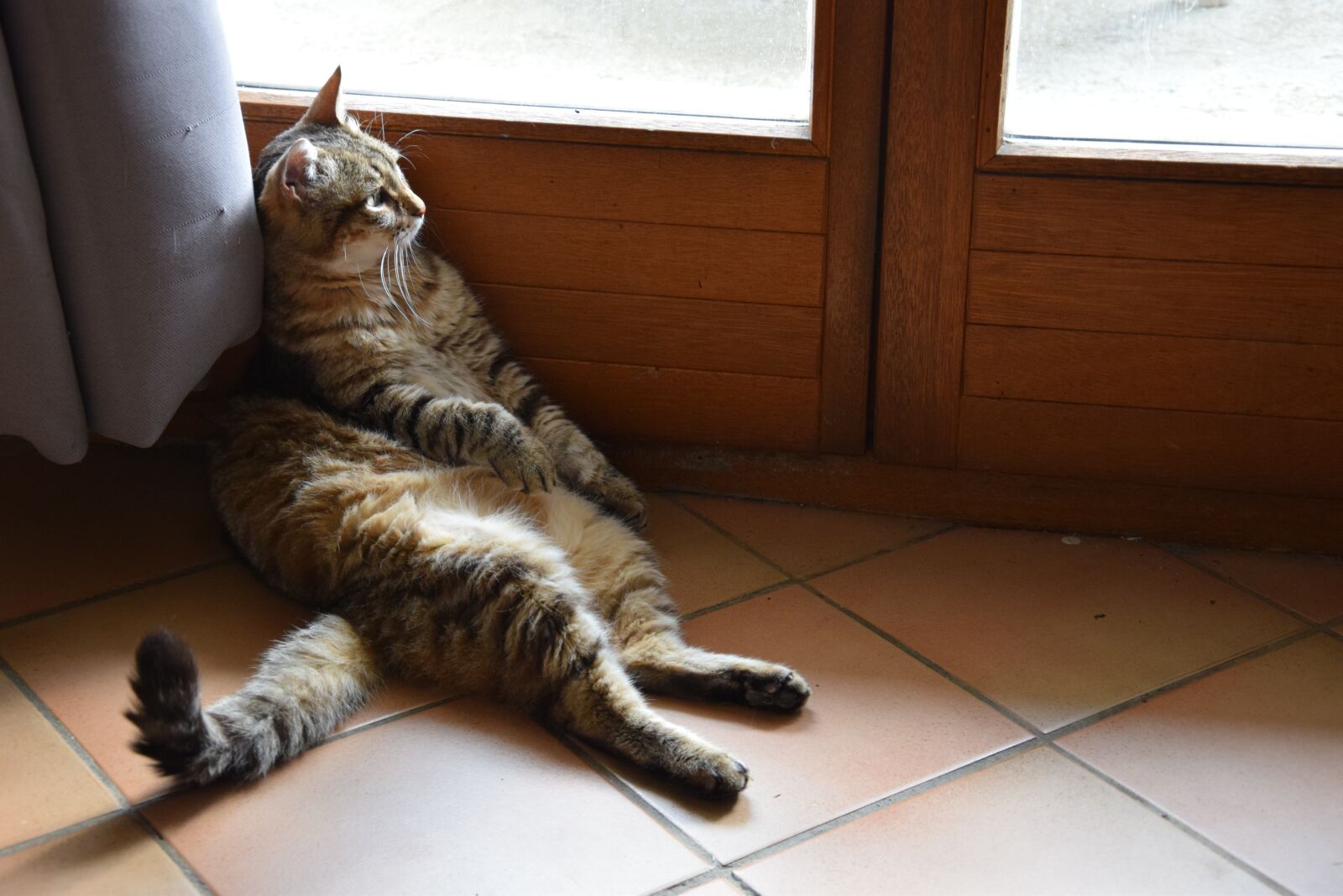 Nikon D5300 sample photo. Cat, look, animal photography