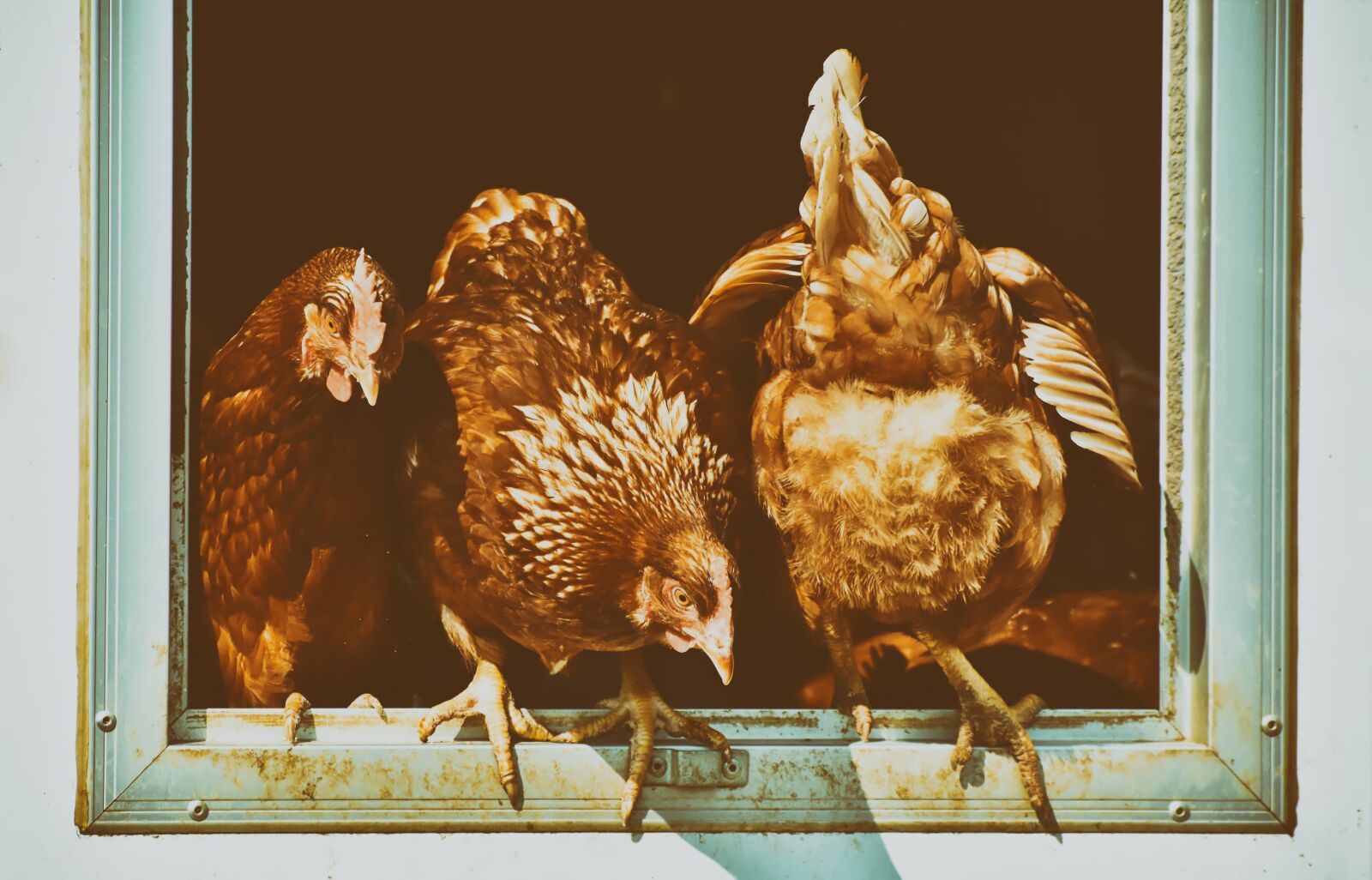 Nikon D7200 sample photo. Chicken, hen, poultry photography