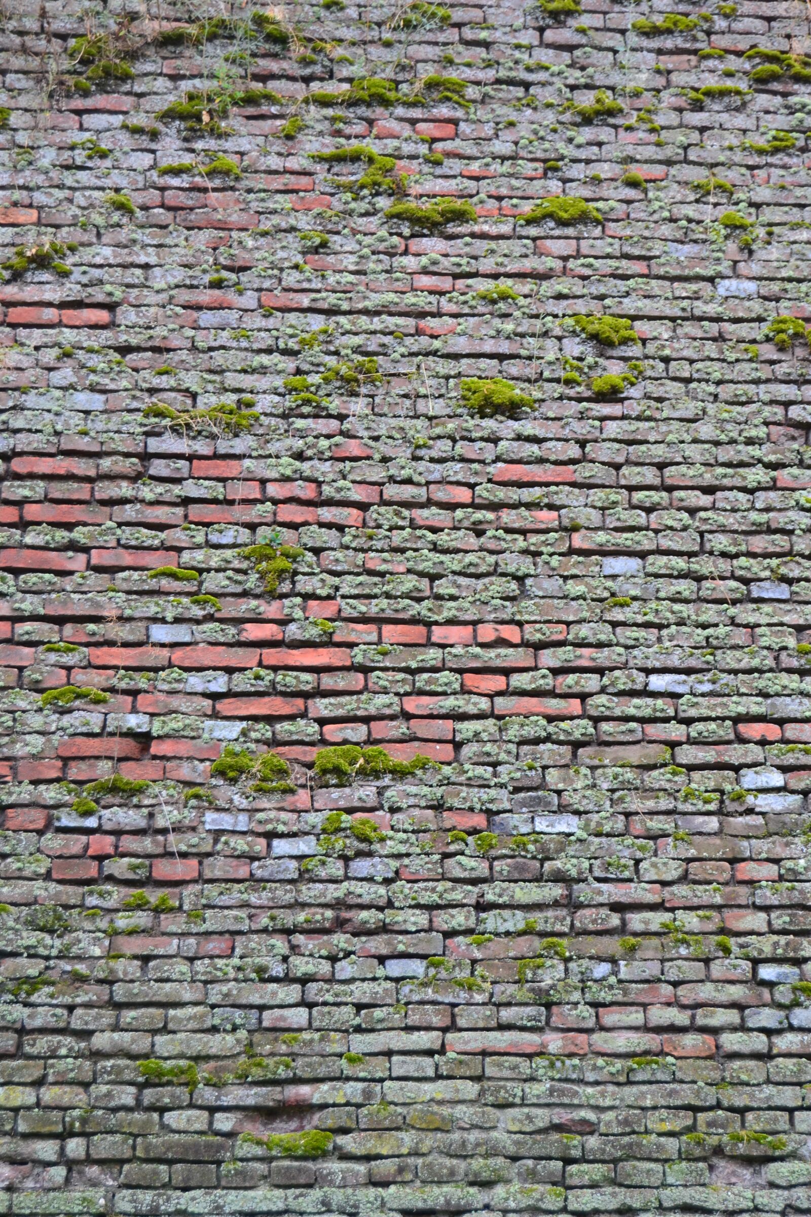 Nikon D3100 sample photo. Pattern, brick, nature photography