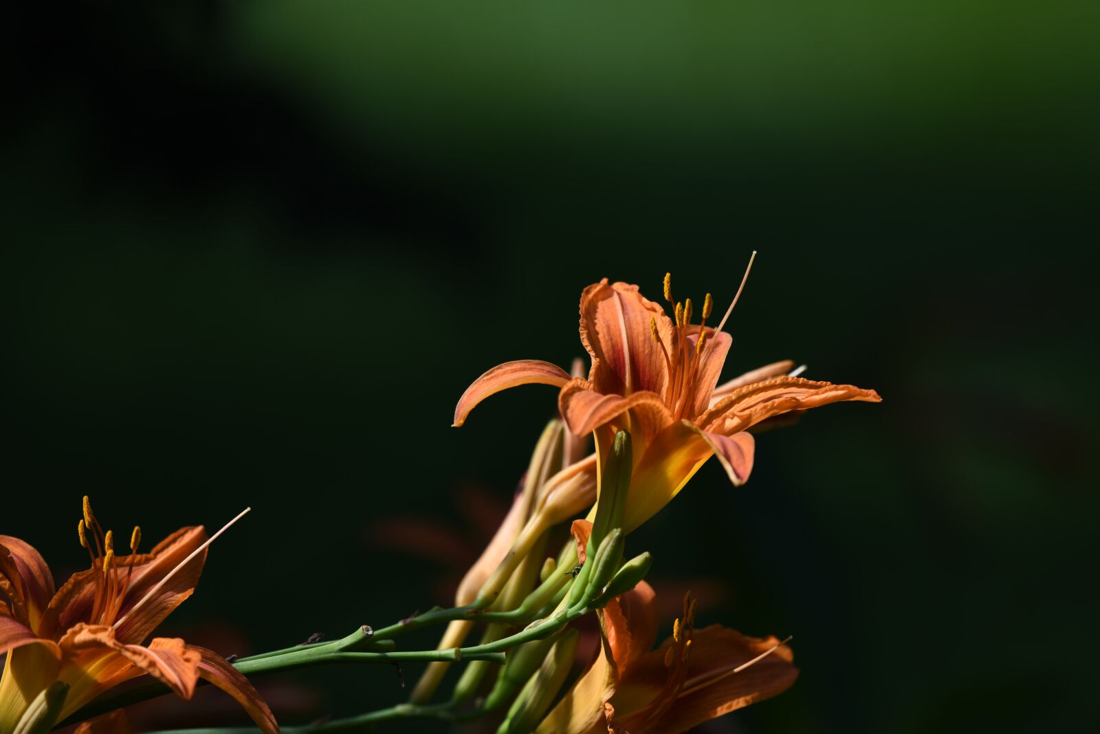 Nikon D850 sample photo. Daylily, flower, blossom photography