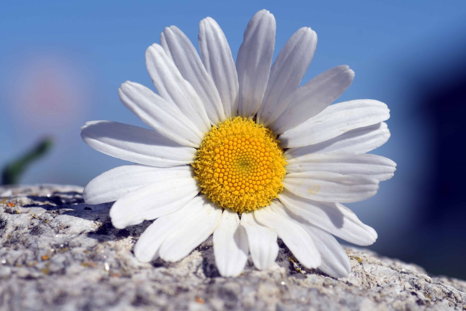 Nikon D3300 sample photo. Still life, outdoor, summer photography