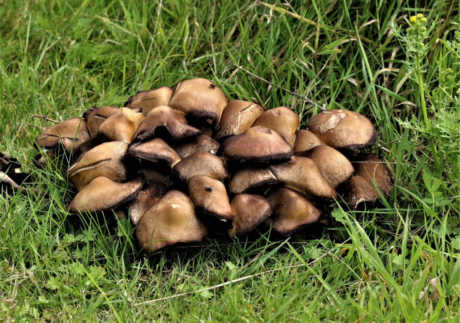 Canon EOS 7D Mark II sample photo. Mushrooms, wild mushrooms, fungi photography