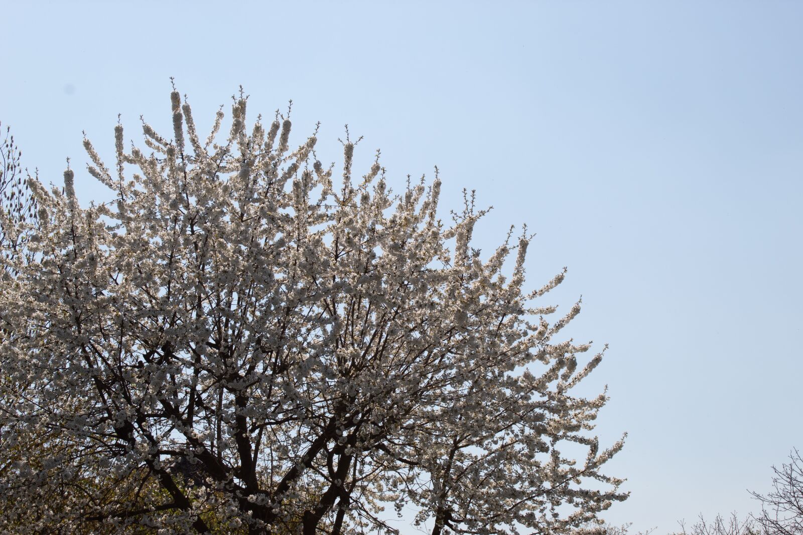 Canon EOS 4000D (EOS Rebel T100 / EOS 3000D) sample photo. Blossom, sky, tree photography