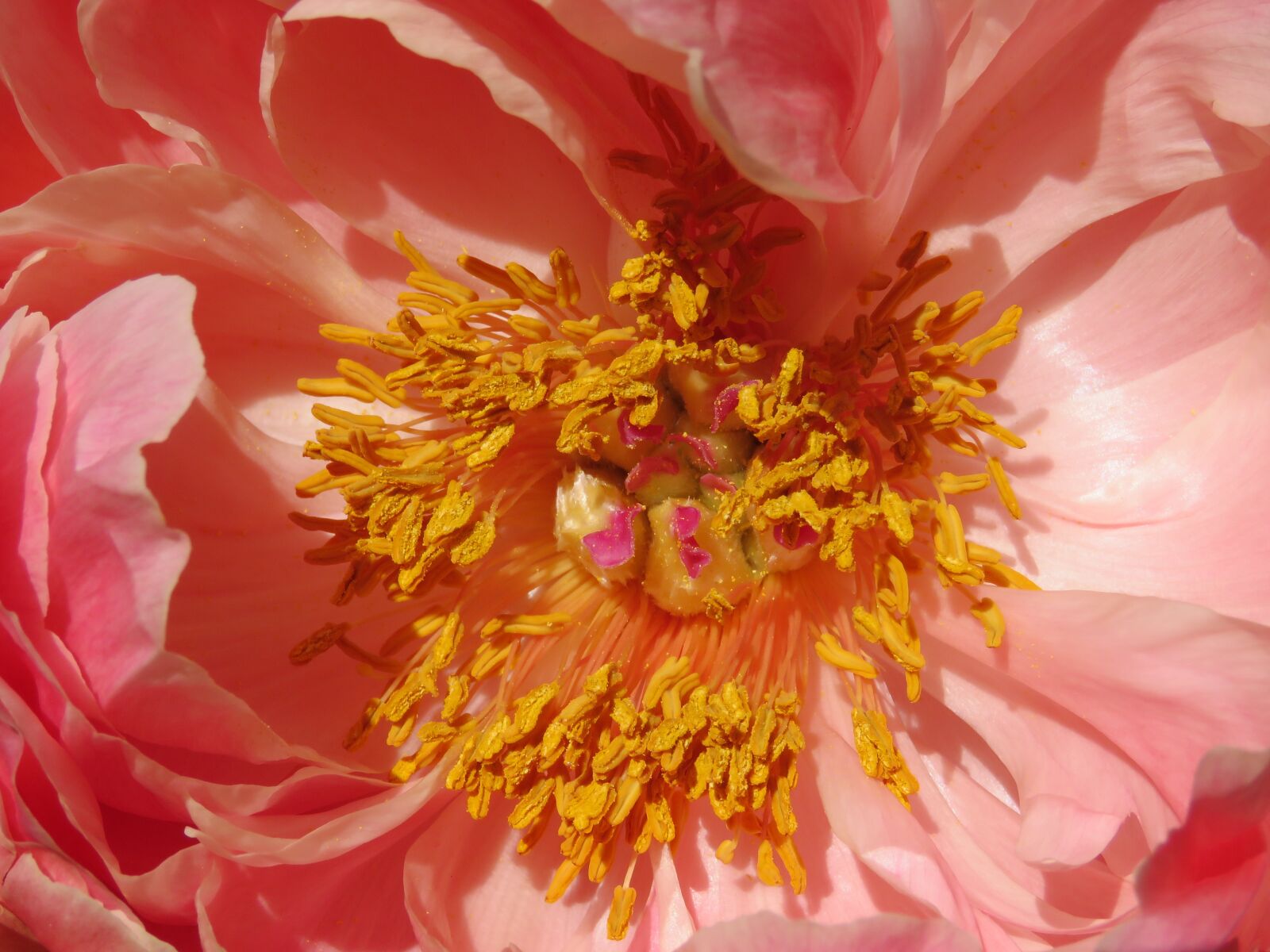 Canon PowerShot SX60 HS sample photo. Pestle, stamens, yellow photography