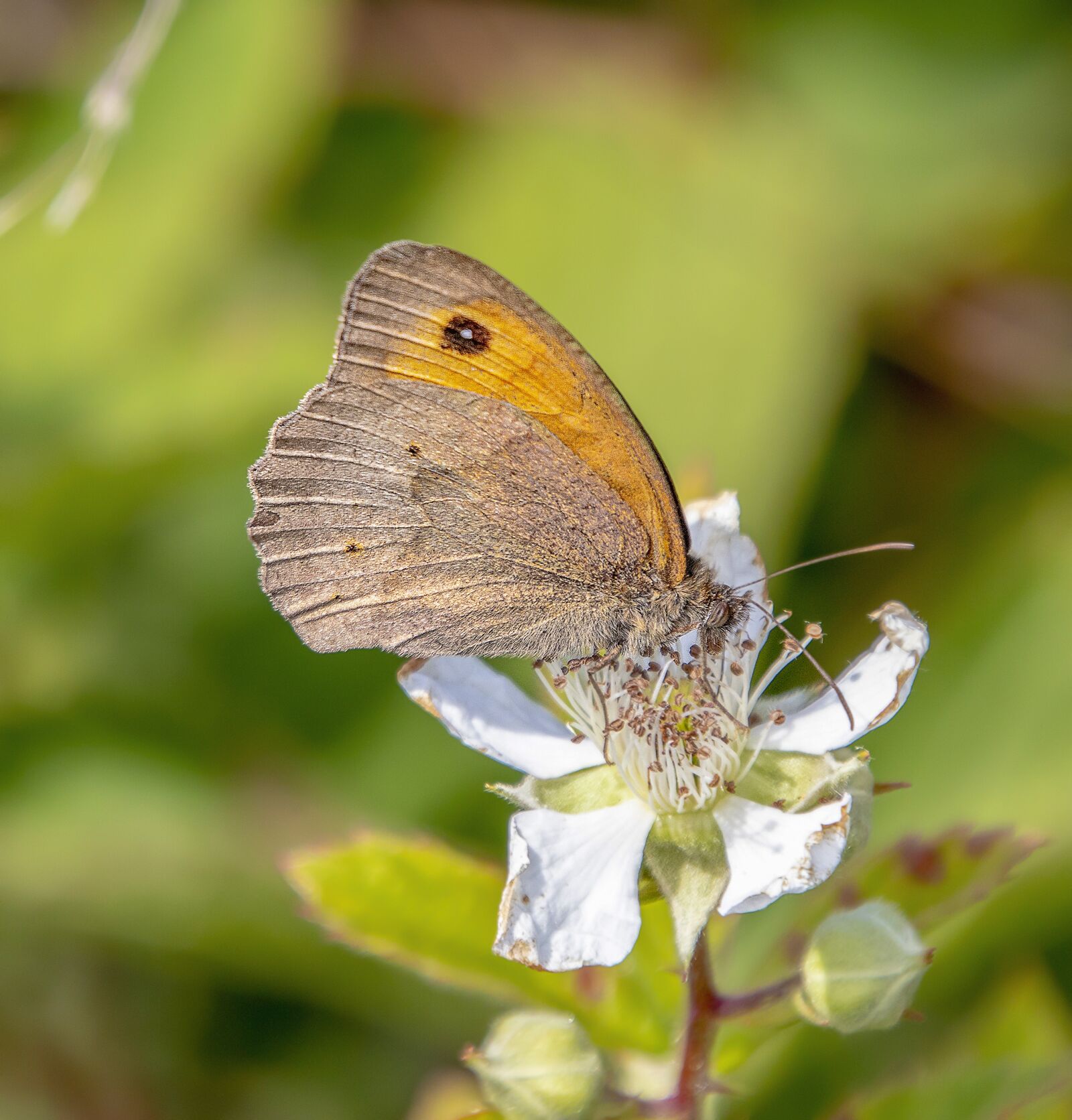 Sigma 100-400mm F5-6.3 DG OS HSM sample photo. Butterfly, meadow-brown, insect photography