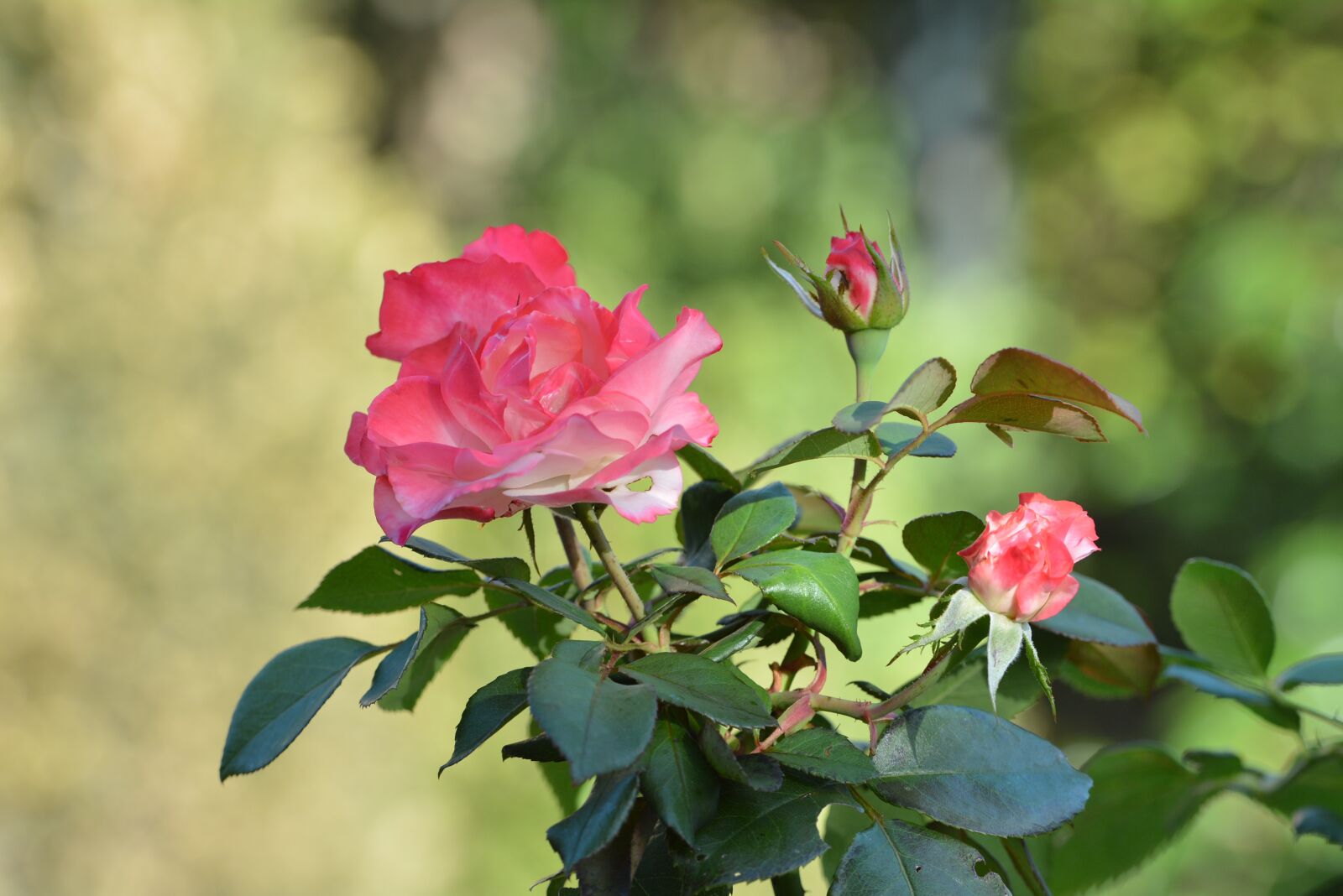 Nikon D7100 sample photo. Rose, flower, autumn photography