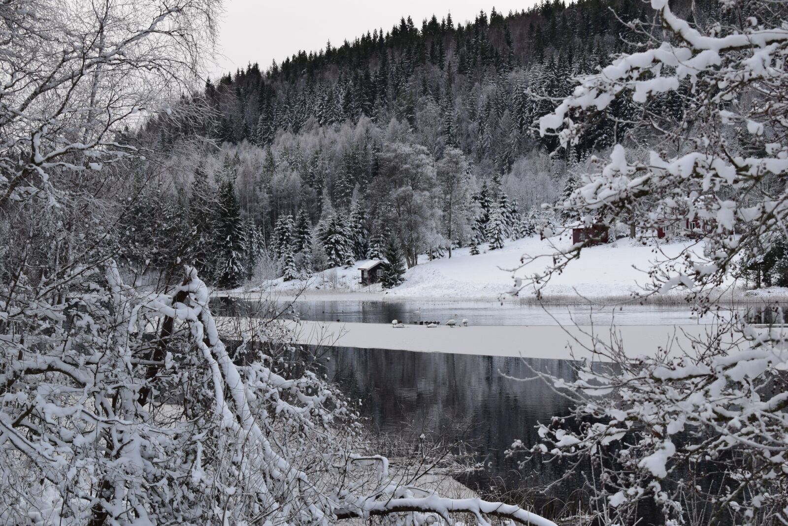 Nikon D3300 sample photo. Snow, winter, cold photography
