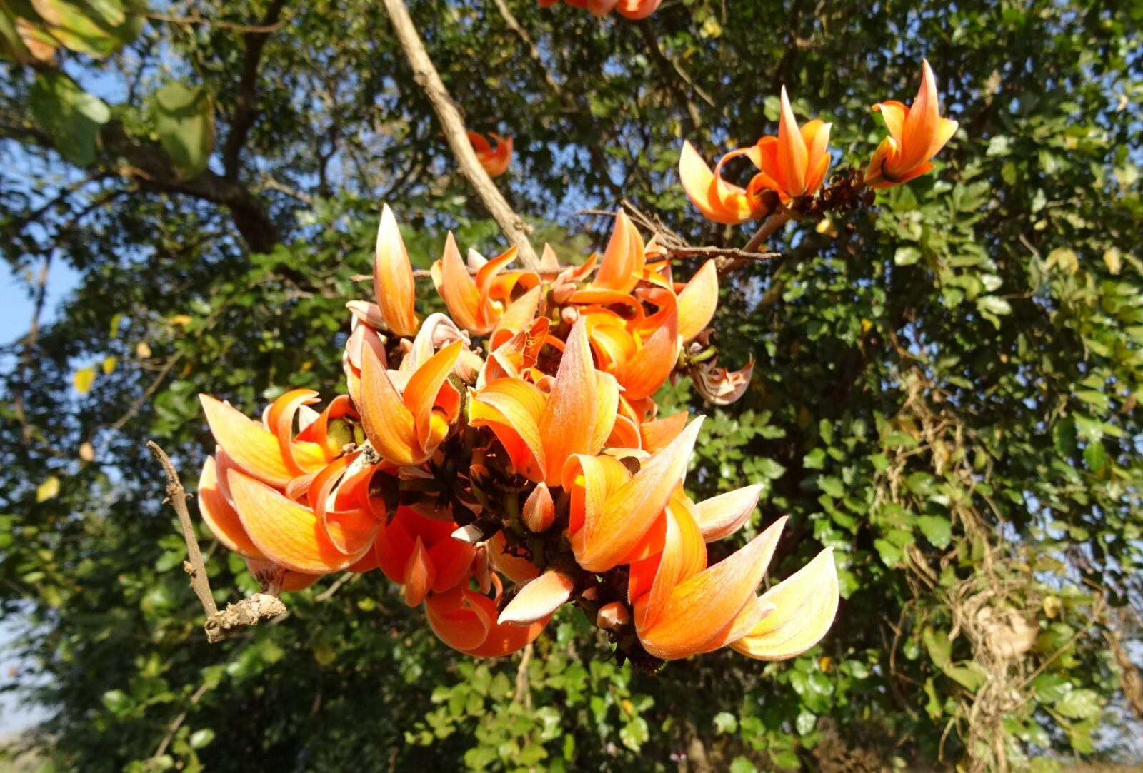 Sony DSC-HX60V sample photo. Flower, flame of the photography