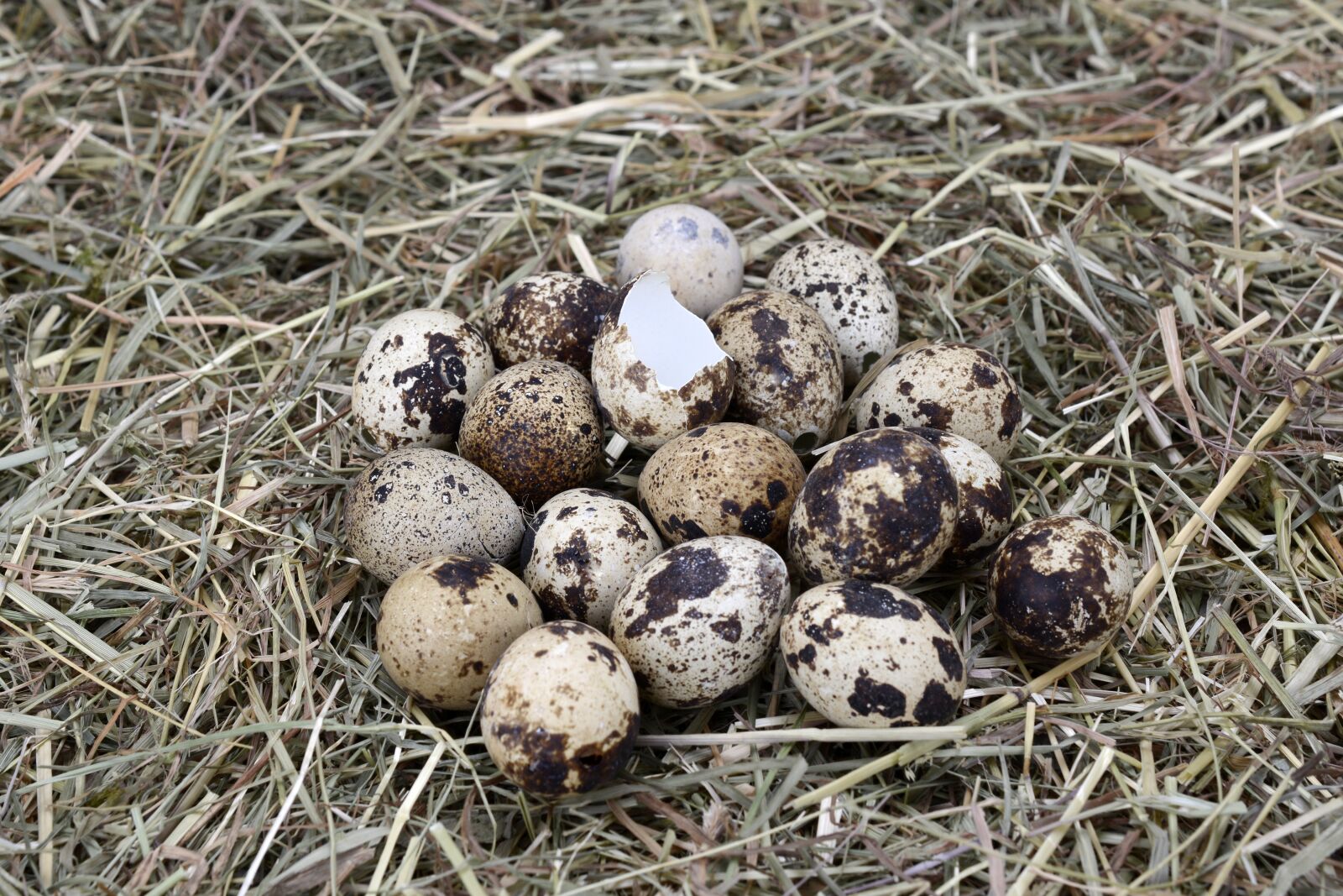 Nikon D7100 sample photo. Quail eggs, egg, easter photography