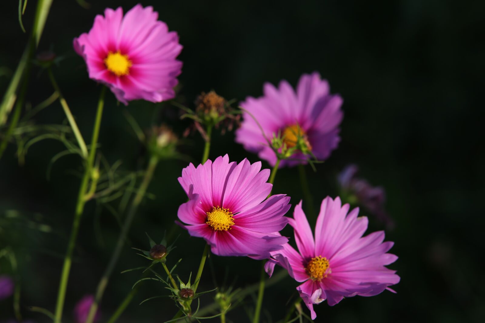 Tamron 70-210mm F4 Di VC USD sample photo. Cosmos flowers, pink cosmos photography