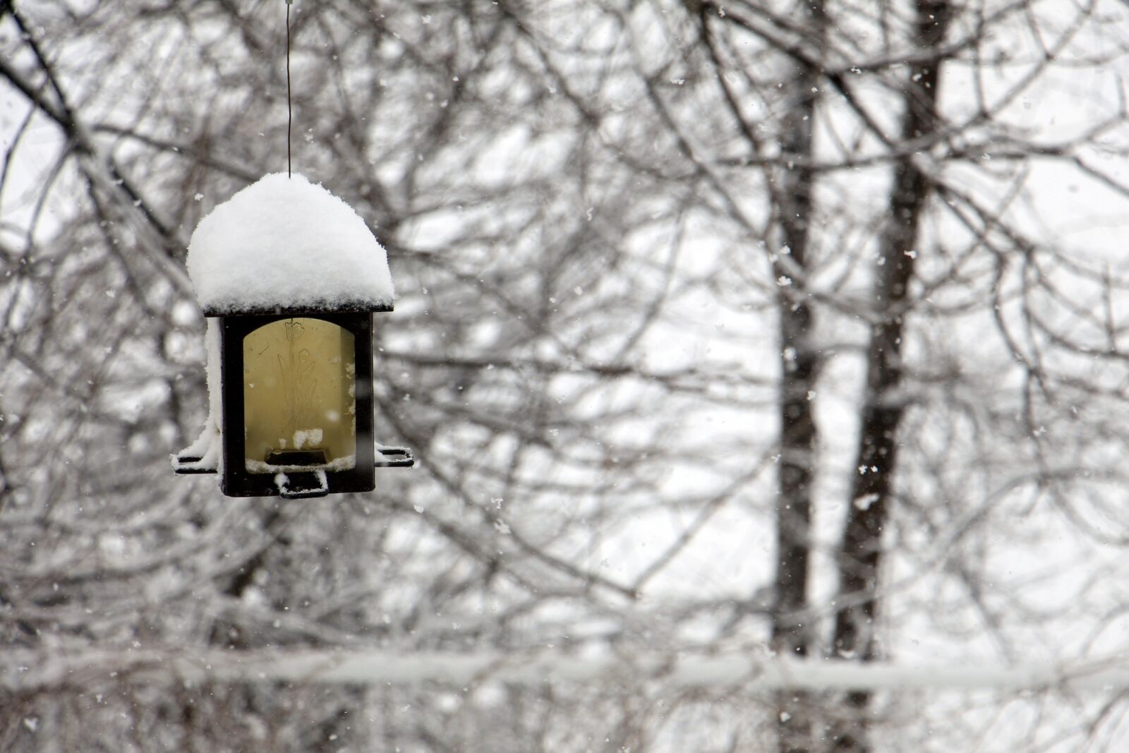 Canon EOS 700D (EOS Rebel T5i / EOS Kiss X7i) sample photo. Winter, manger, feeder birds photography
