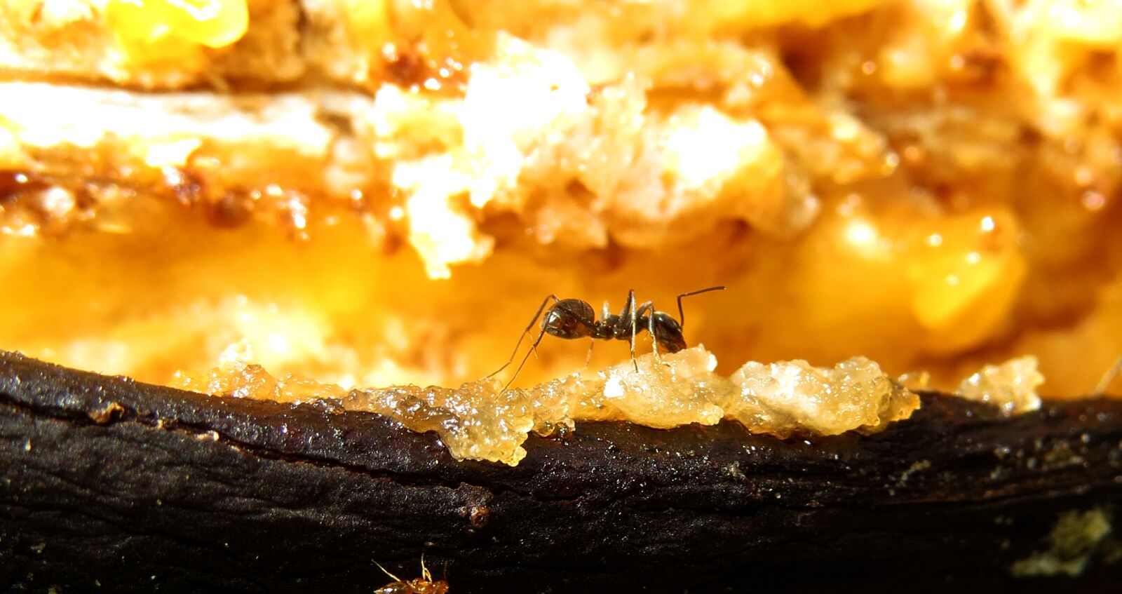 Canon PowerShot SX50 HS sample photo. Nature, insect, ant photography