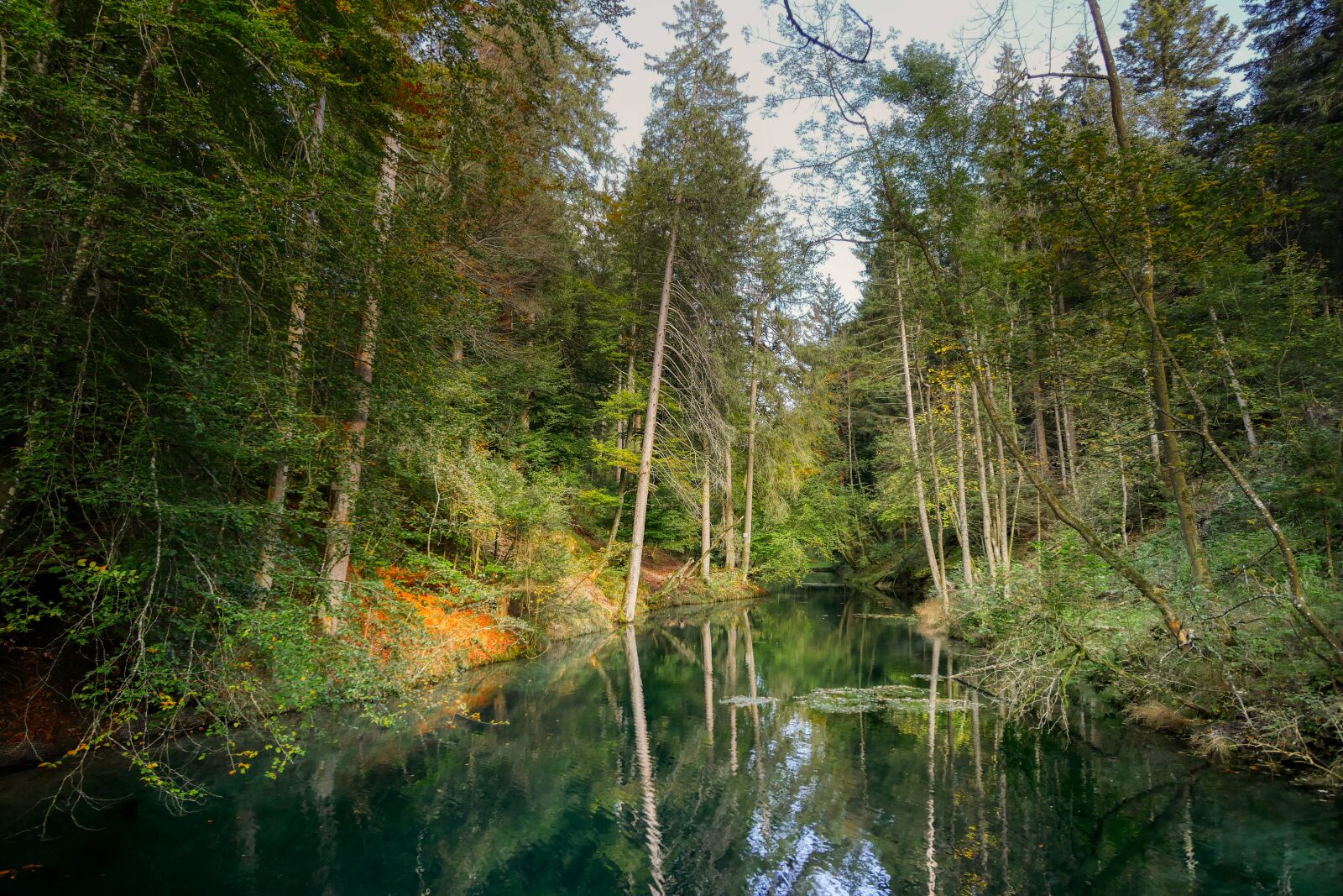 Panasonic Lumix DMC-GX8 sample photo. Forest, lake, pond photography
