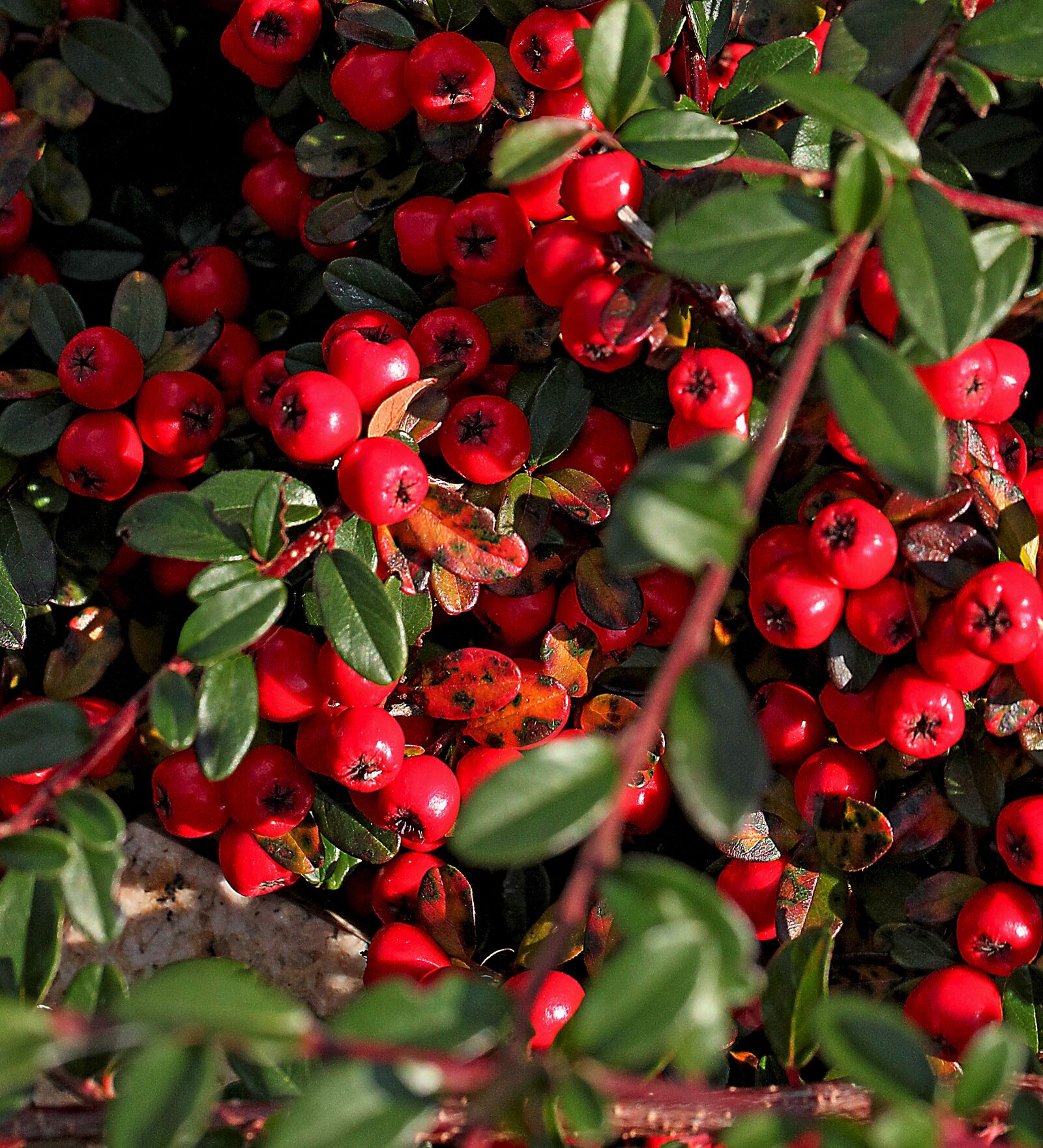 Canon EOS 5D Mark II sample photo. Cotoneaster, cotoneaster crown, shrubs photography
