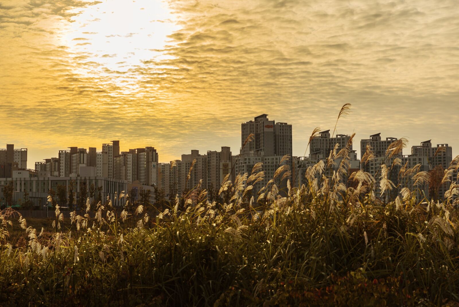 Nikon D750 sample photo. Korea, republic of korea photography