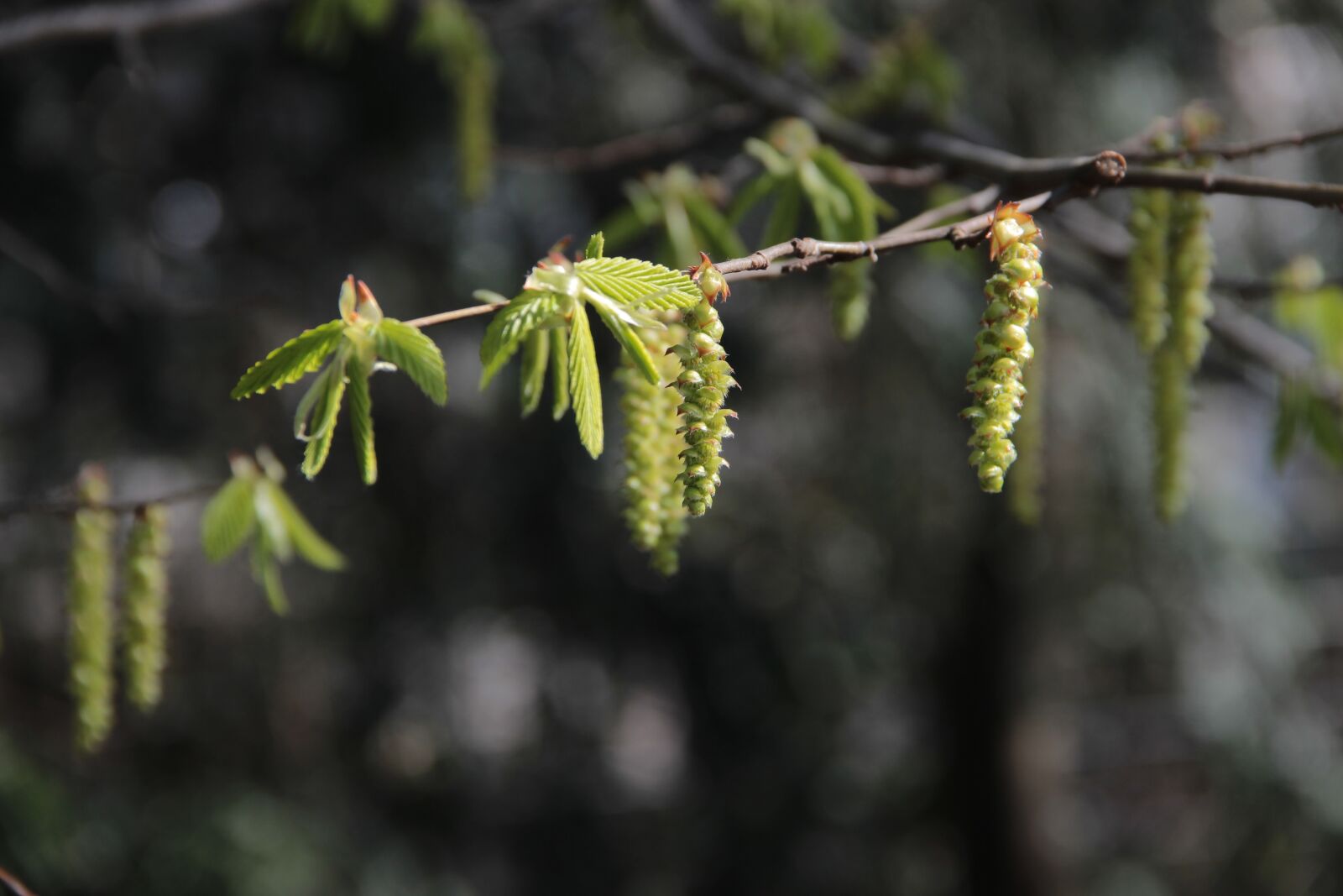 Canon EOS 600D (Rebel EOS T3i / EOS Kiss X5) sample photo. Spring, branch, nature photography
