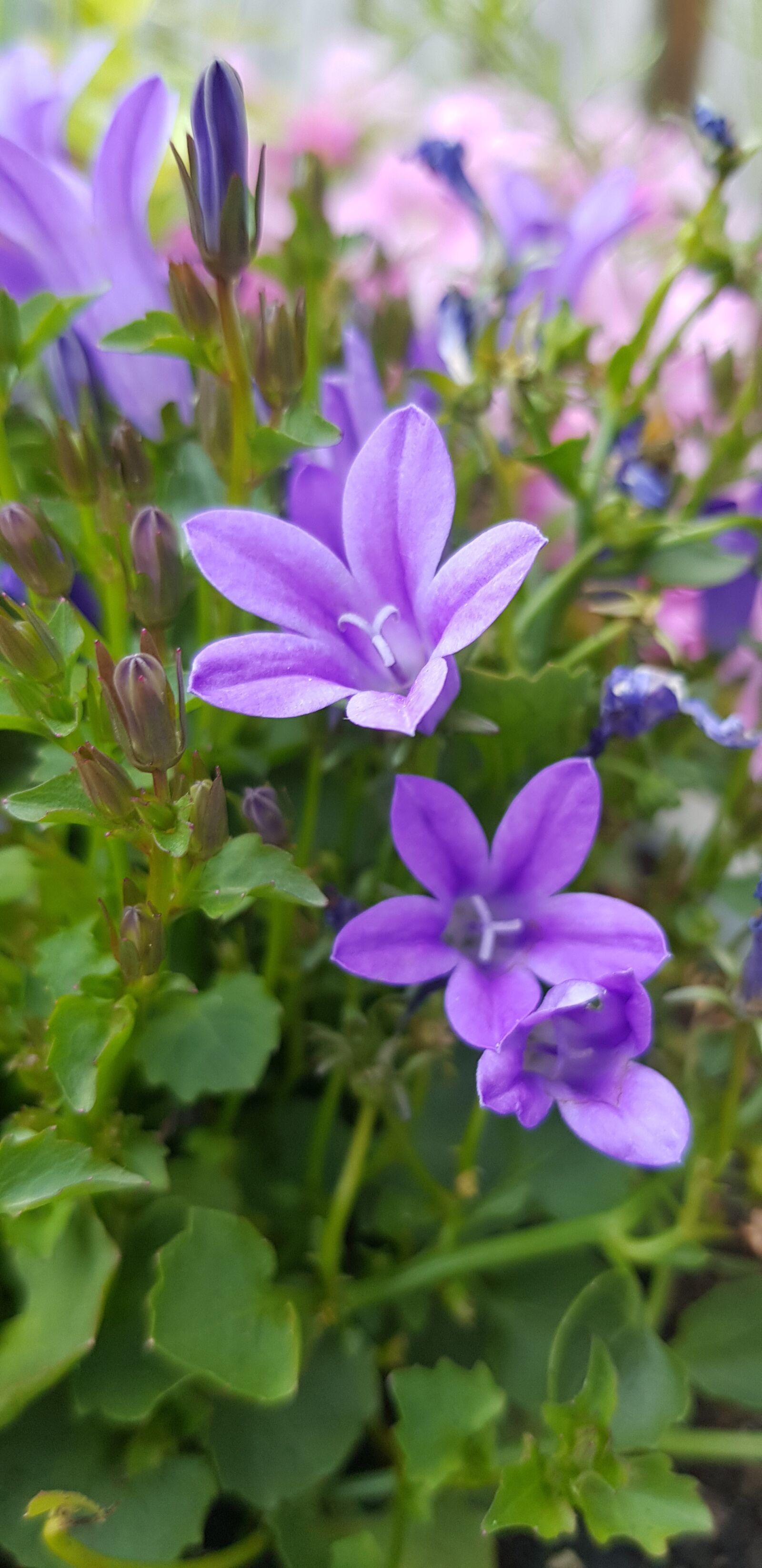 Samsung Galaxy S8 sample photo. Campanula, garden, plant photography