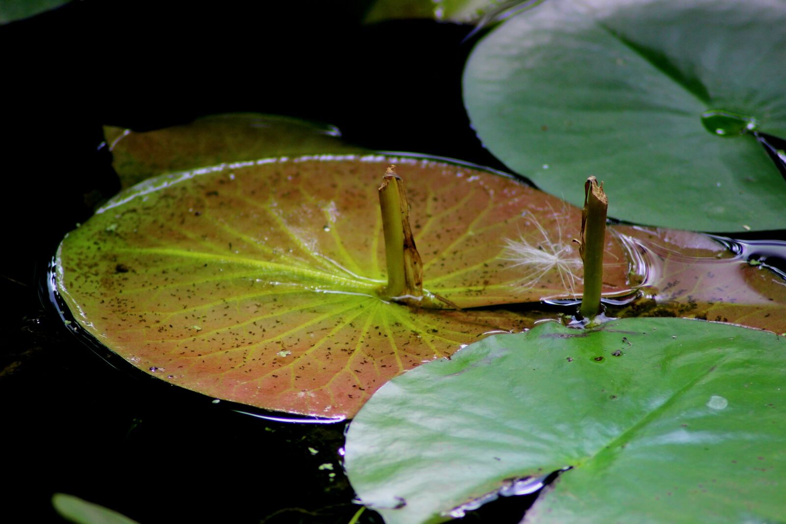 Canon EOS 600D (Rebel EOS T3i / EOS Kiss X5) sample photo. Water lilies, aquatic plant photography