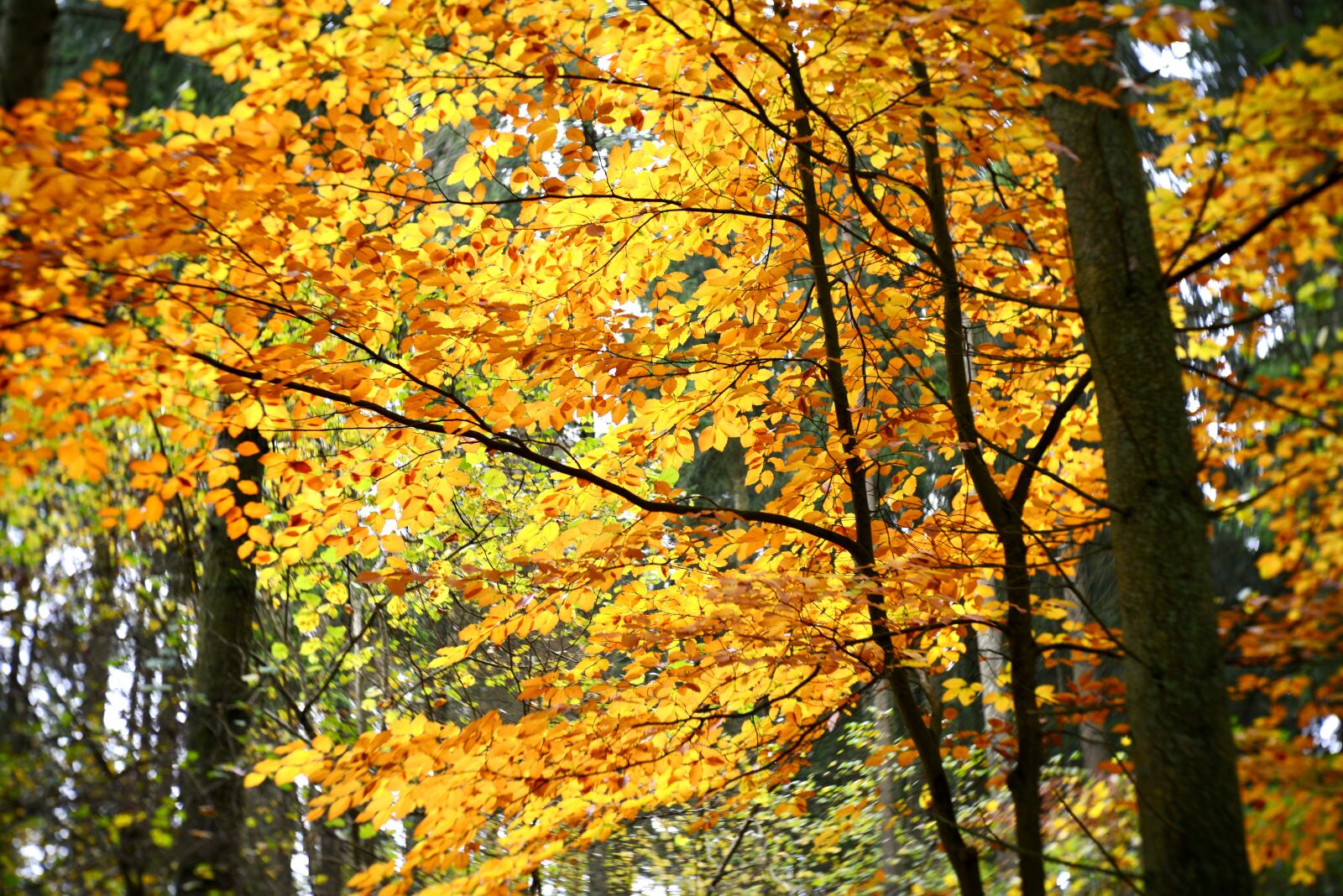Nikon D600 sample photo. Fall colors, autumn leaves photography