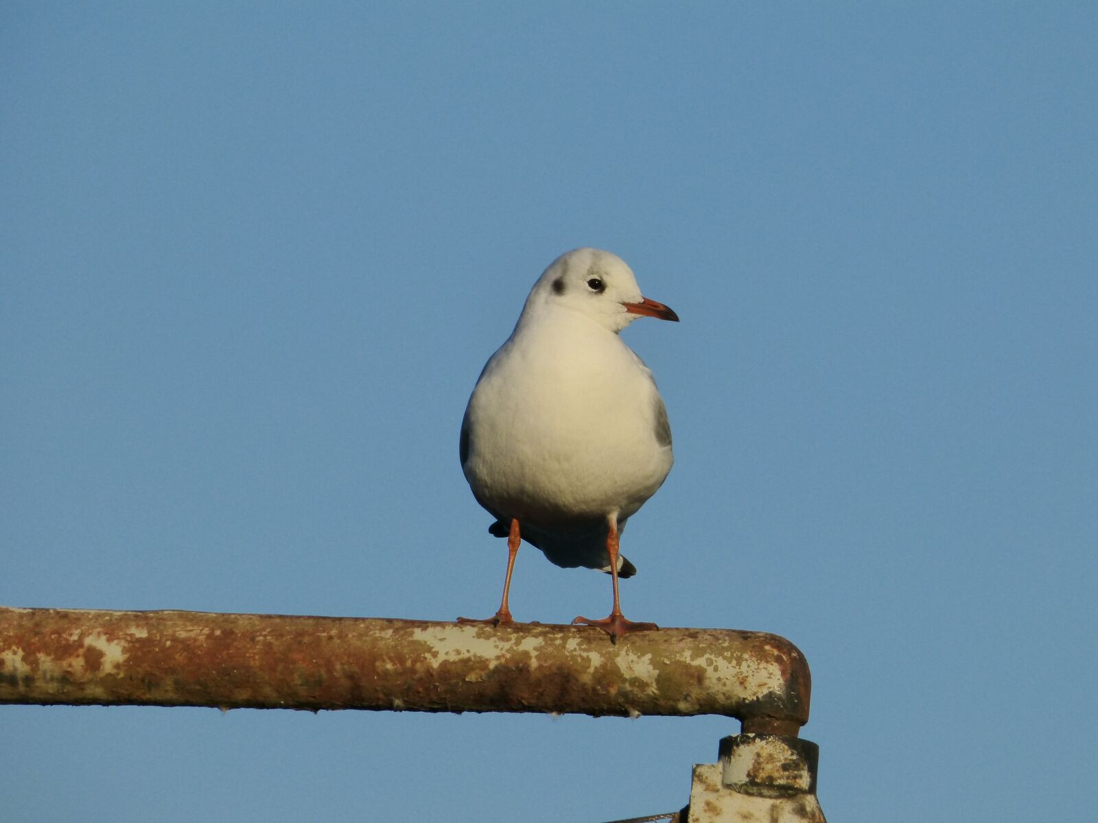 Panasonic DMC-FZ62 sample photo. Bird, seagull, plumage photography