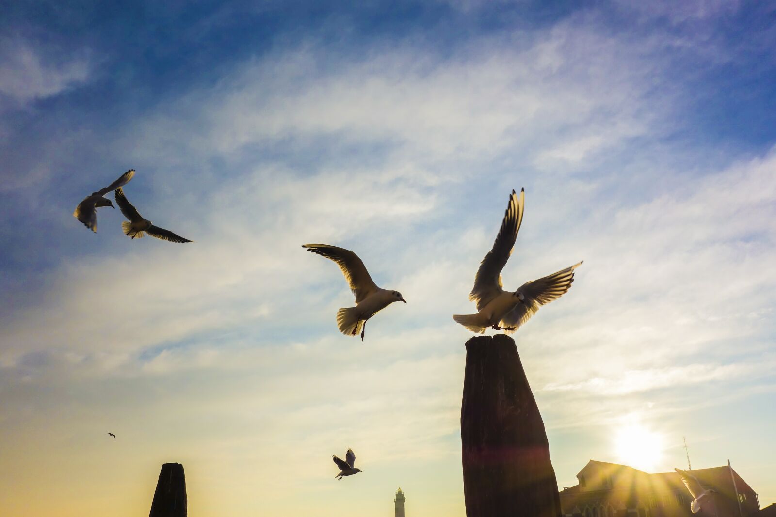 Sony Cyber-shot DSC-RX100 sample photo. Gulls, venice, pile photography
