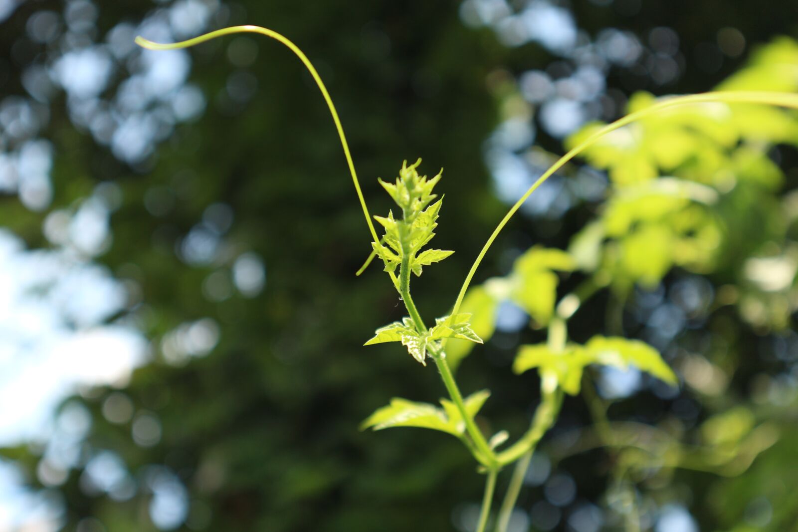 Canon EF-M 15-45mm F3.5-6.3 IS STM sample photo. Green, leaves, nature photography