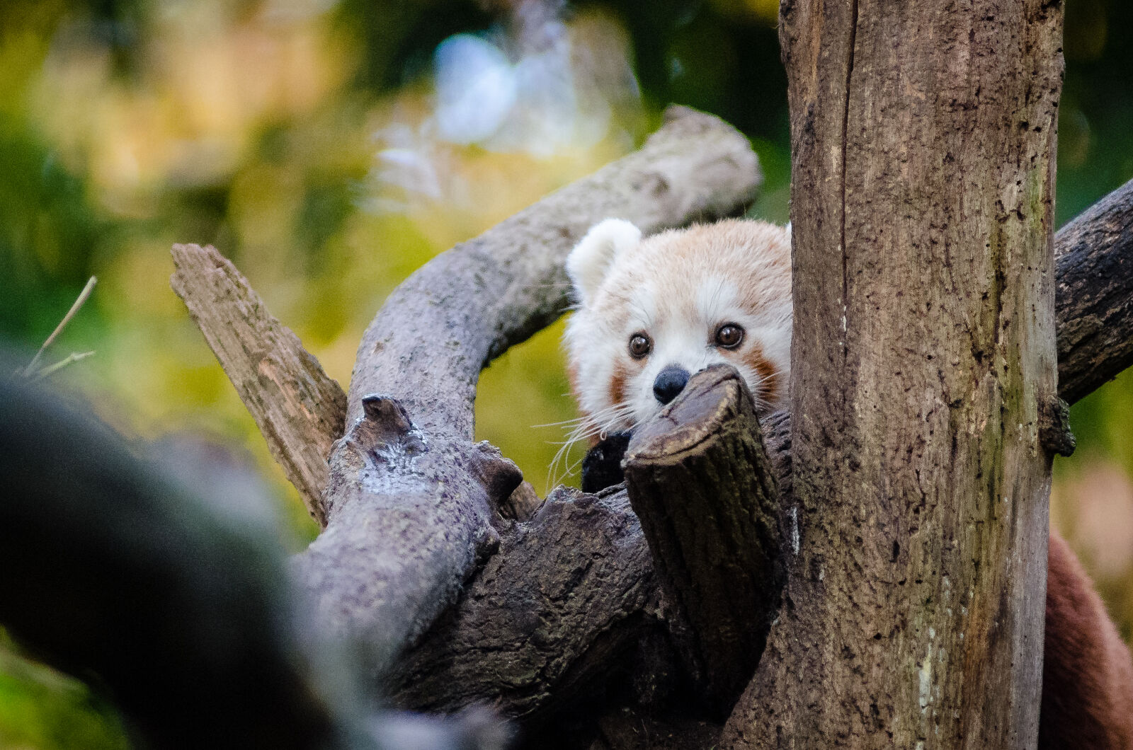 AF Zoom-Nikkor 80-200mm f/2.8 ED sample photo