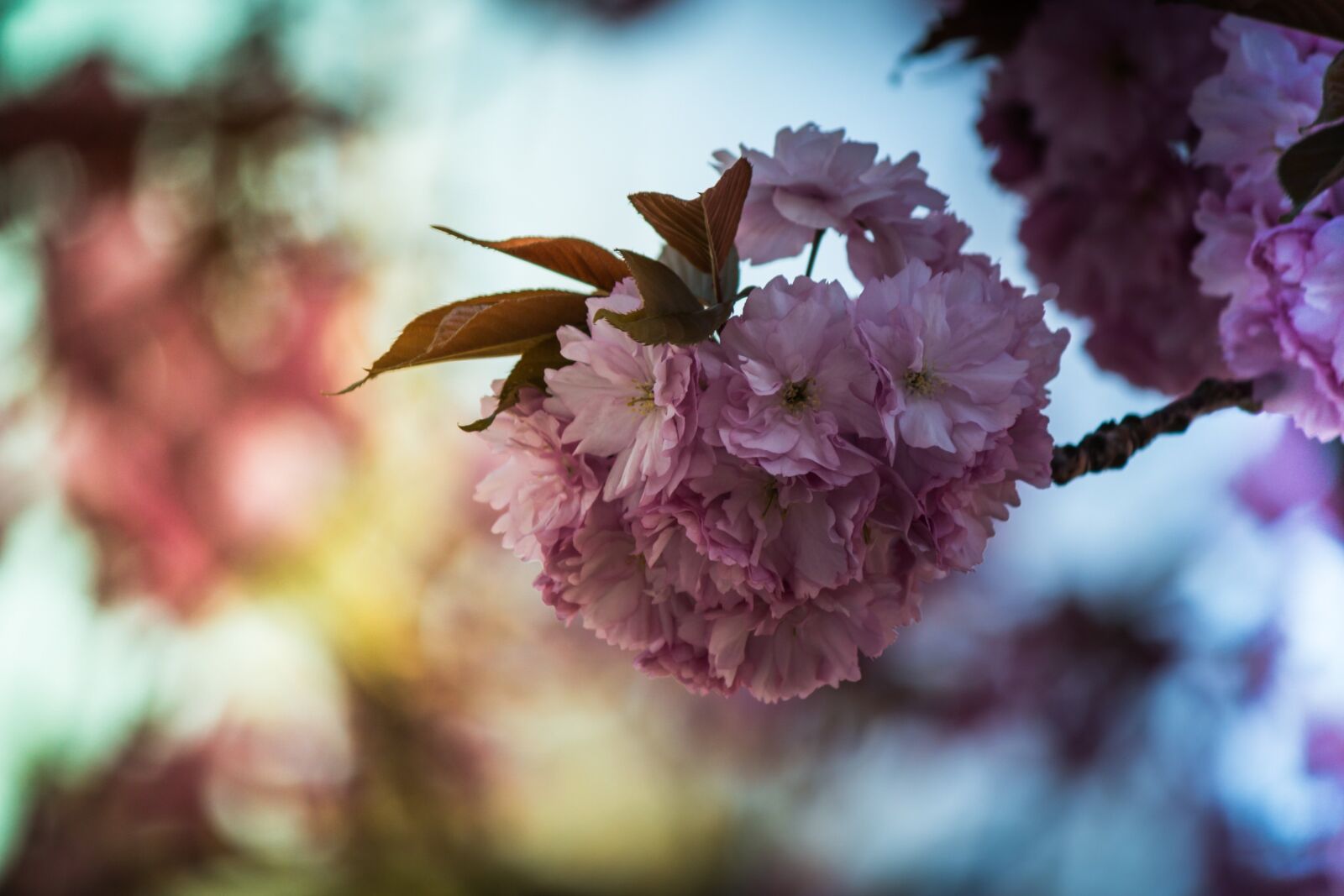 Canon EF-S 55-250mm F4-5.6 IS II sample photo. Japanese cherry, prunus serrulata photography