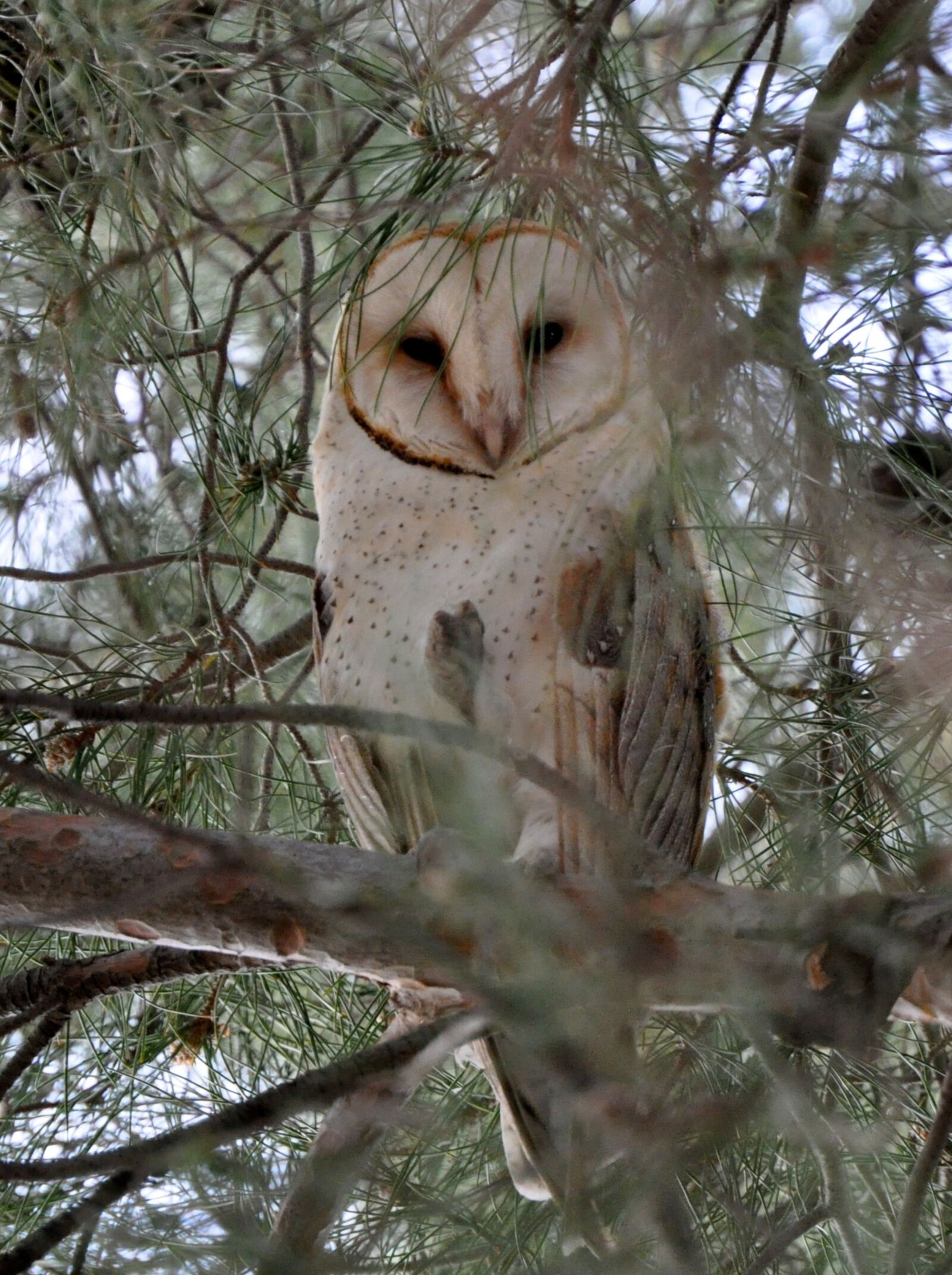 Nikon D5000 sample photo. Owl, nature, bird photography