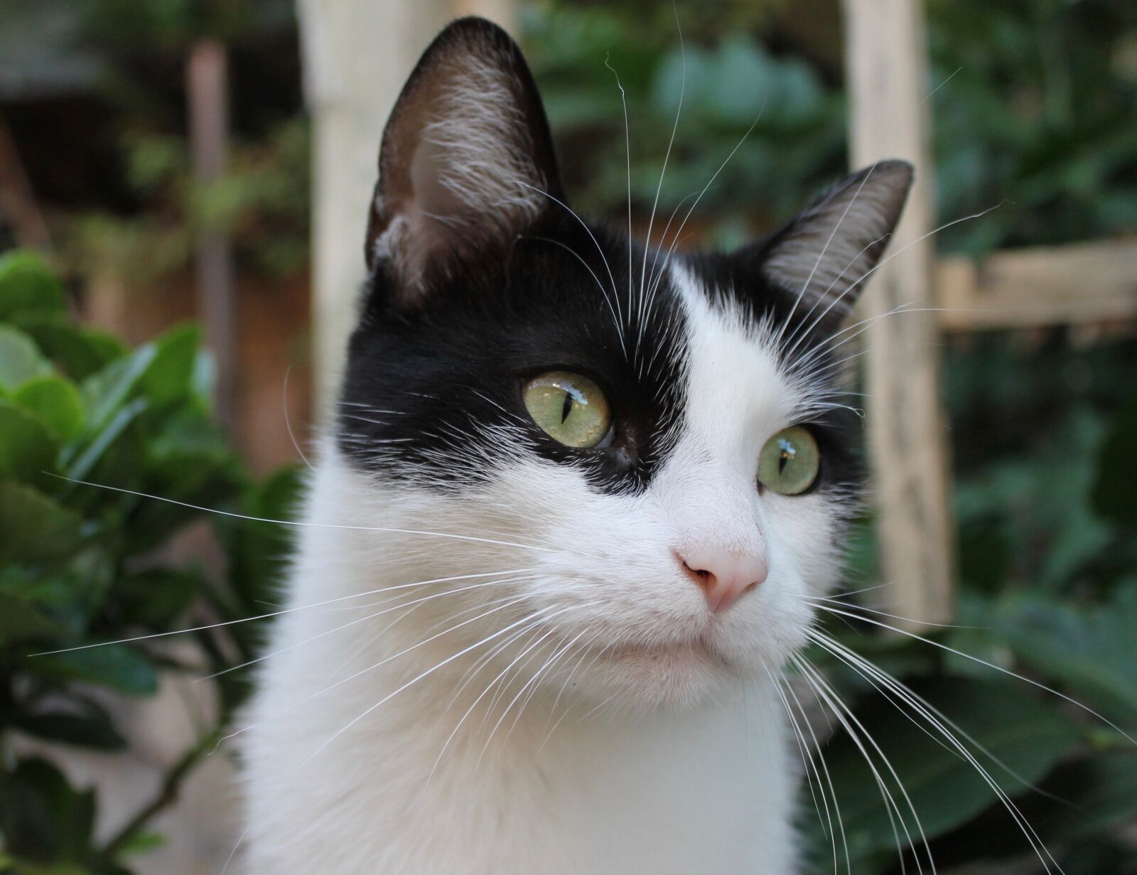 Canon EOS 1100D (EOS Rebel T3 / EOS Kiss X50) sample photo. Cat, cute, black and photography