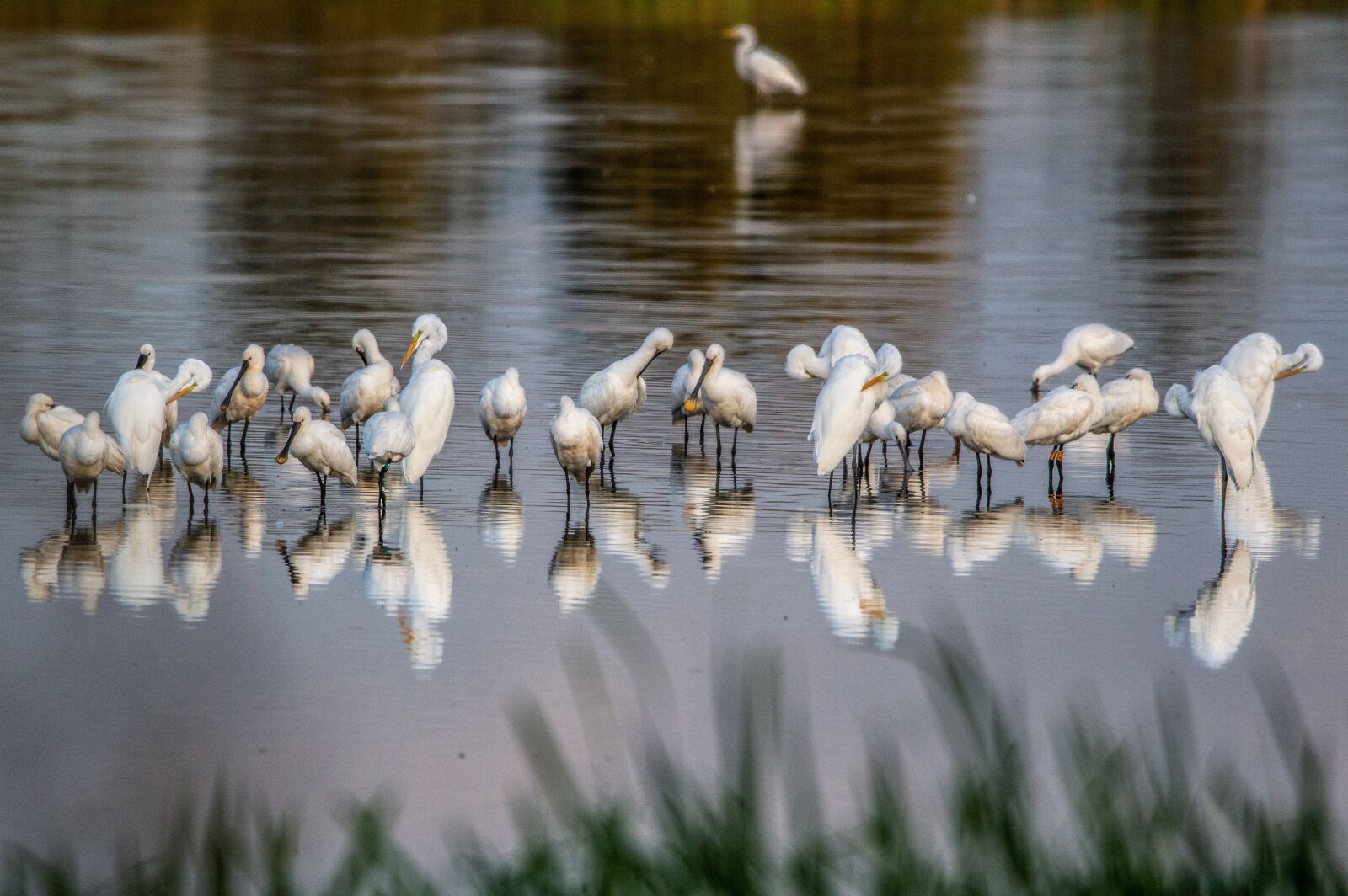 Nikon D3200 sample photo. Birds, water, animal animals photography