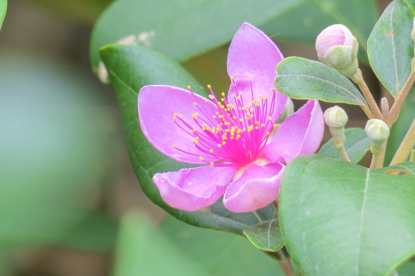 Canon PowerShot G3 X sample photo. Flower, natural, summer photography