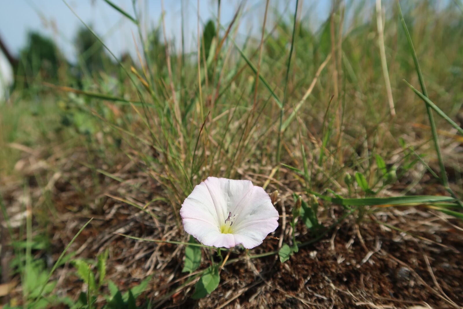 Canon PowerShot G7 X Mark II sample photo. Meadow, wild flower, summer photography