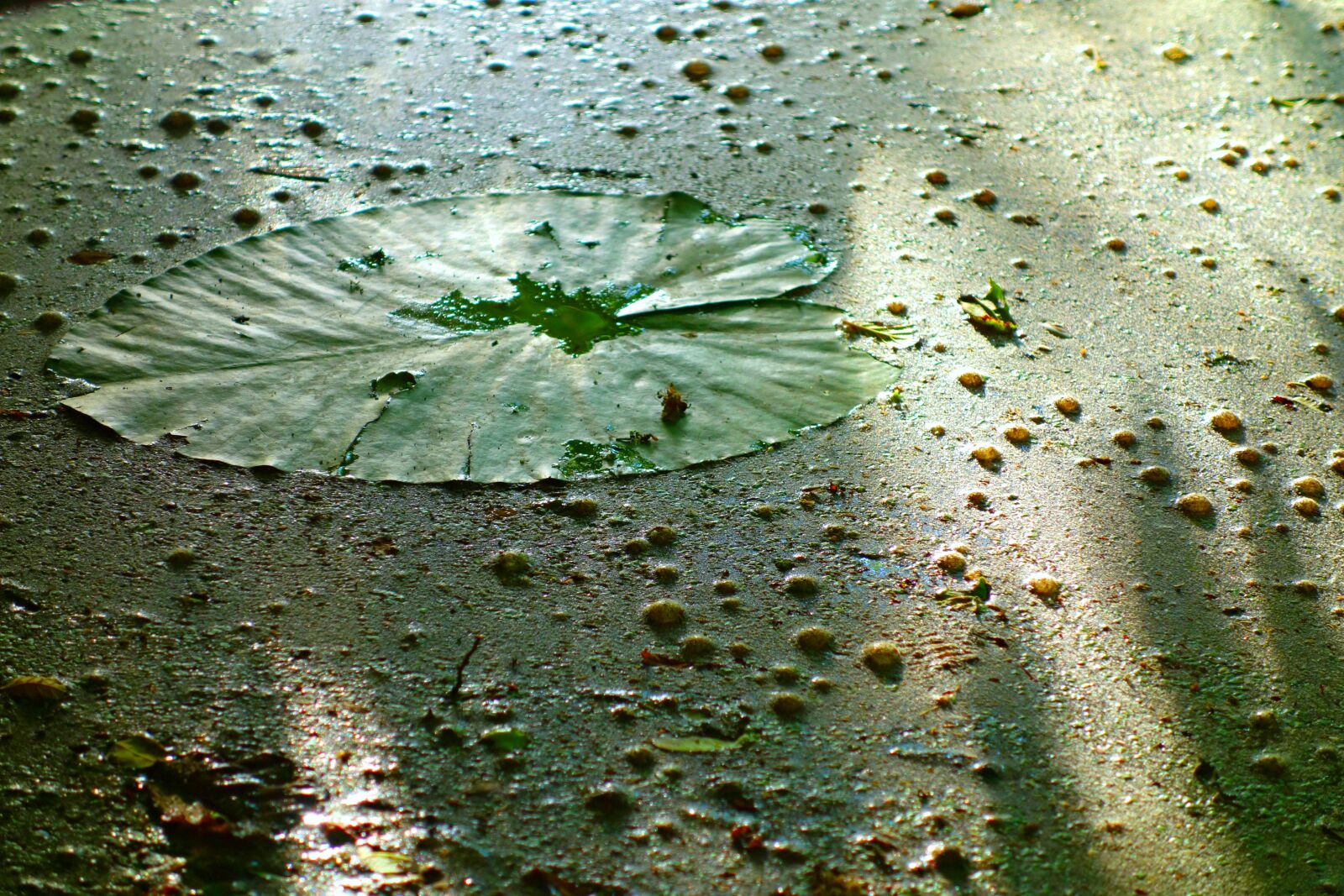 Sony Cyber-shot DSC-RX100 sample photo. Duckweed, wolffia globosa, pond photography