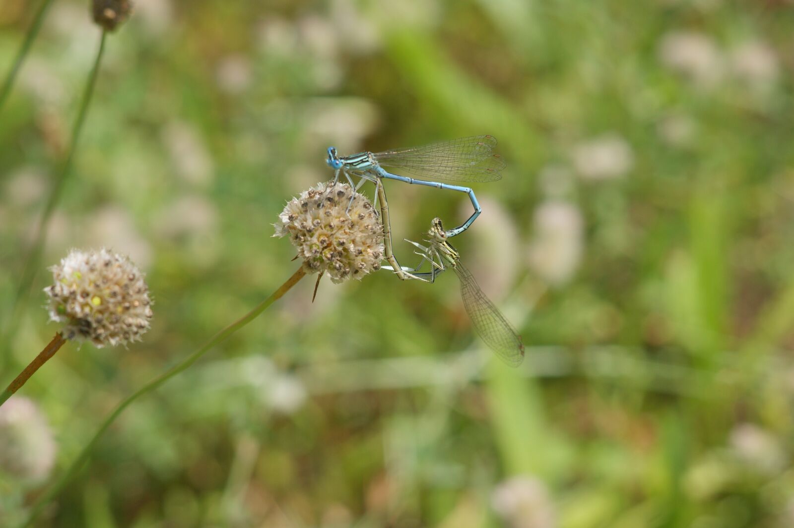 Sony Alpha DSLR-A290 sample photo. Wa ka, dragonflies, pi photography