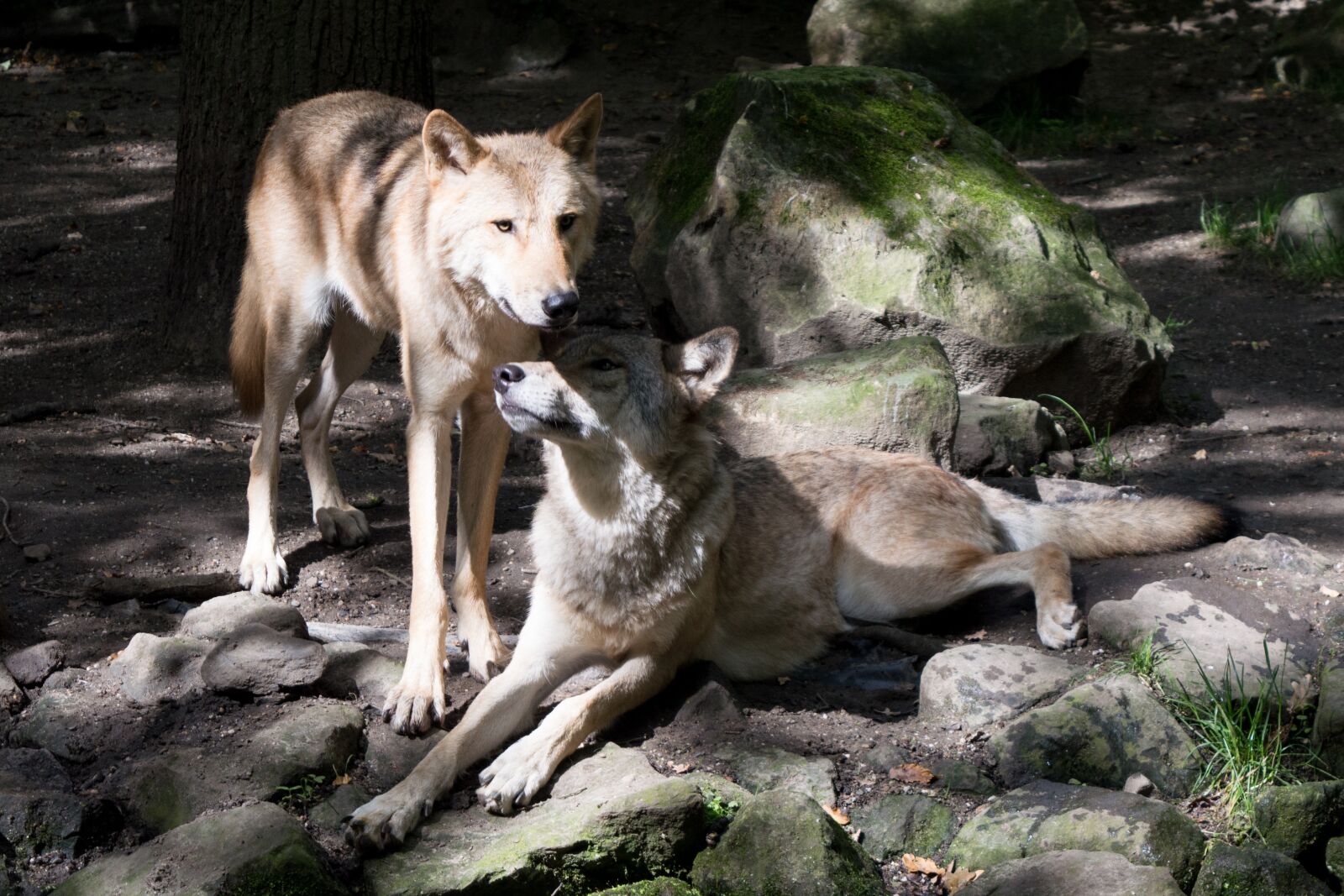 Nikon D3200 sample photo. Two wolves, protective, zoo photography