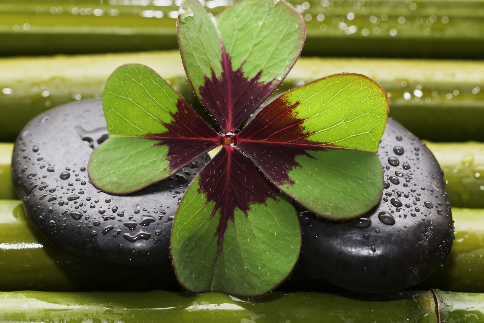 Canon EOS 600D (Rebel EOS T3i / EOS Kiss X5) sample photo. Four leaf clover, bamboo photography