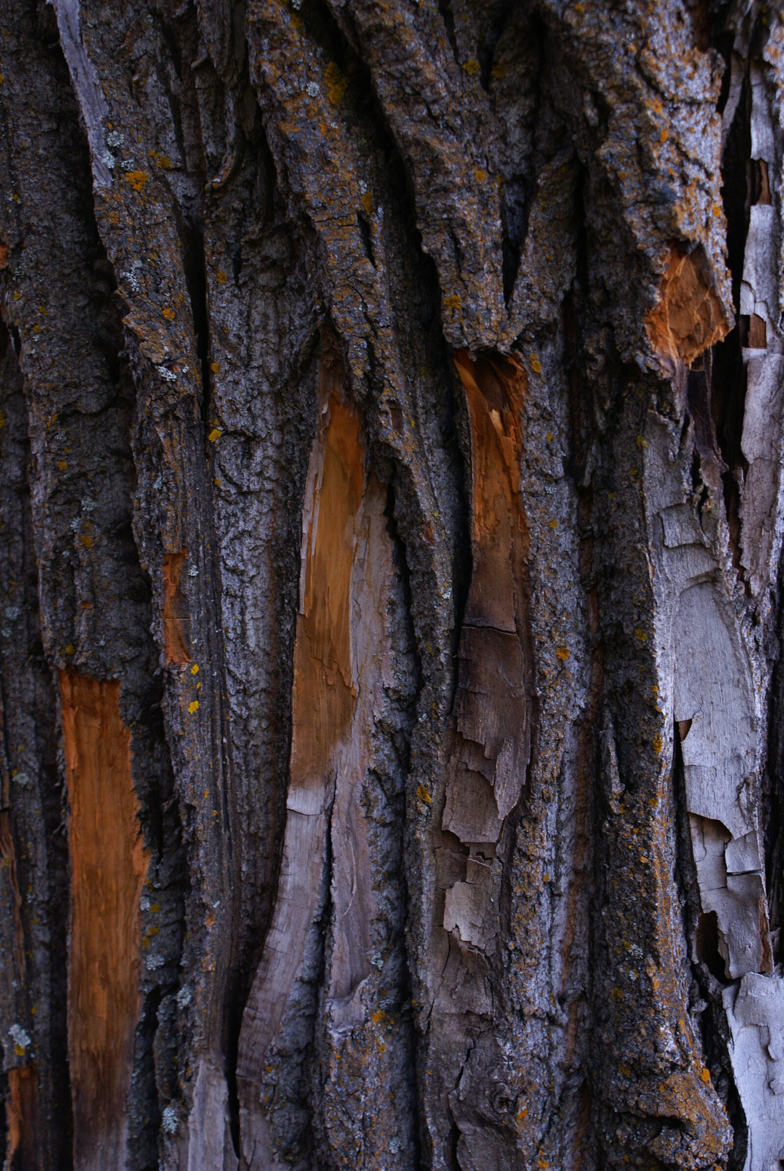 Sony DT 18-70mm F3.5-5.6 sample photo. Bark, tree, tree, bark photography