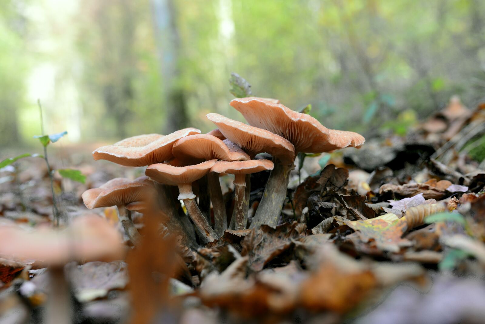 Nikon D610 sample photo. Mushrooms, forest, nature photography