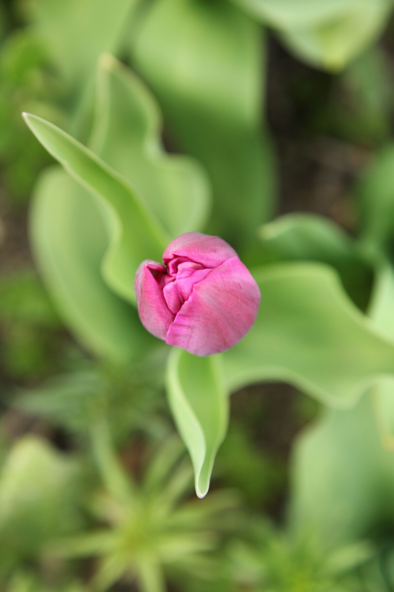 Canon EOS 5D Mark II sample photo. Tulip, garden, spring photography