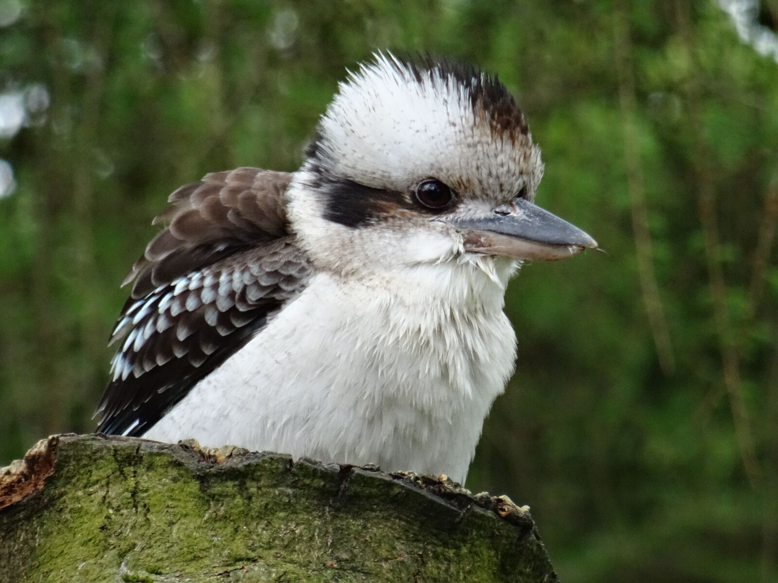 Sony DSC-HX50 sample photo. Kookaburra, york bird of photography