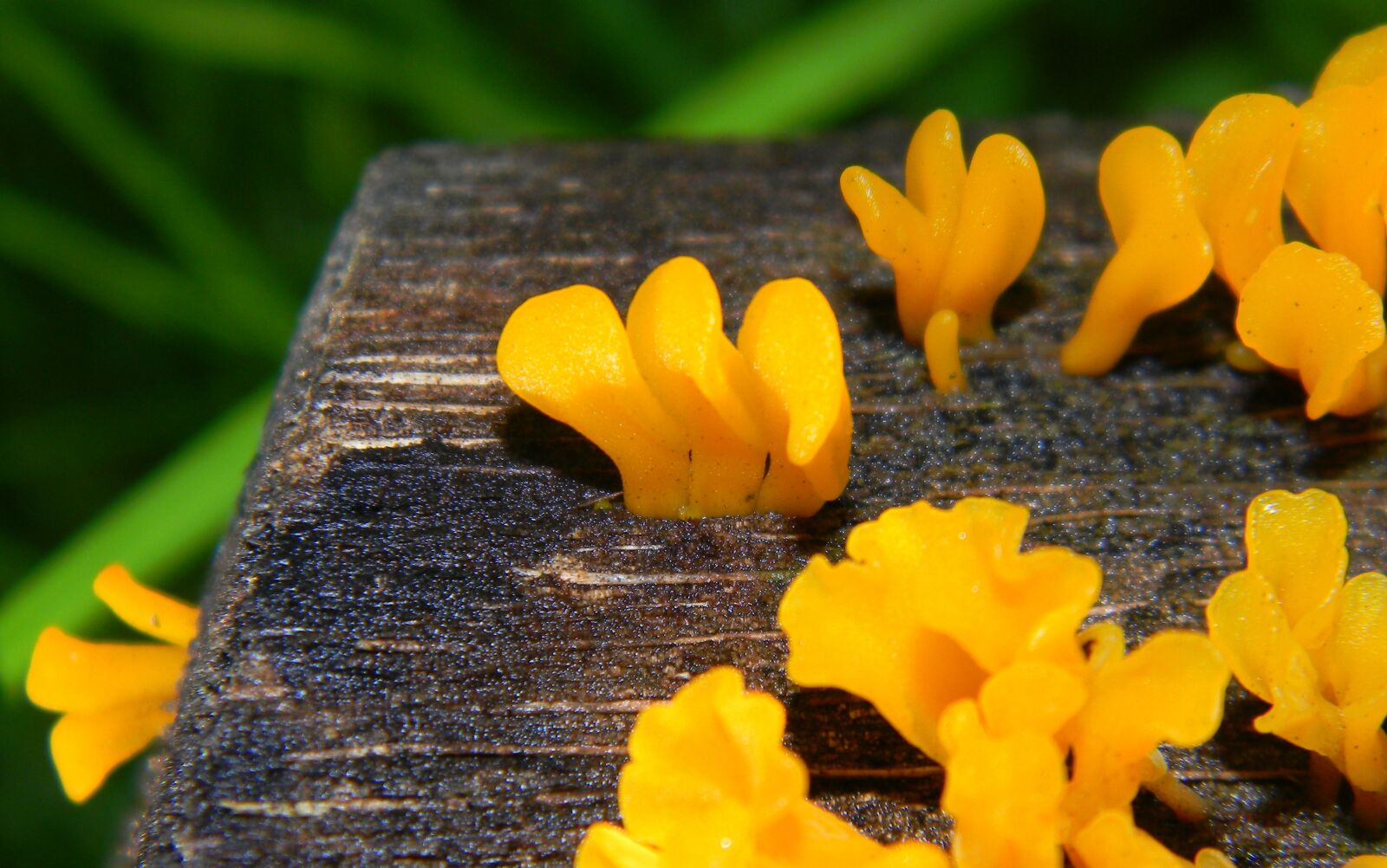 Nikon Coolpix L110 sample photo. Fungus, wood, wet photography