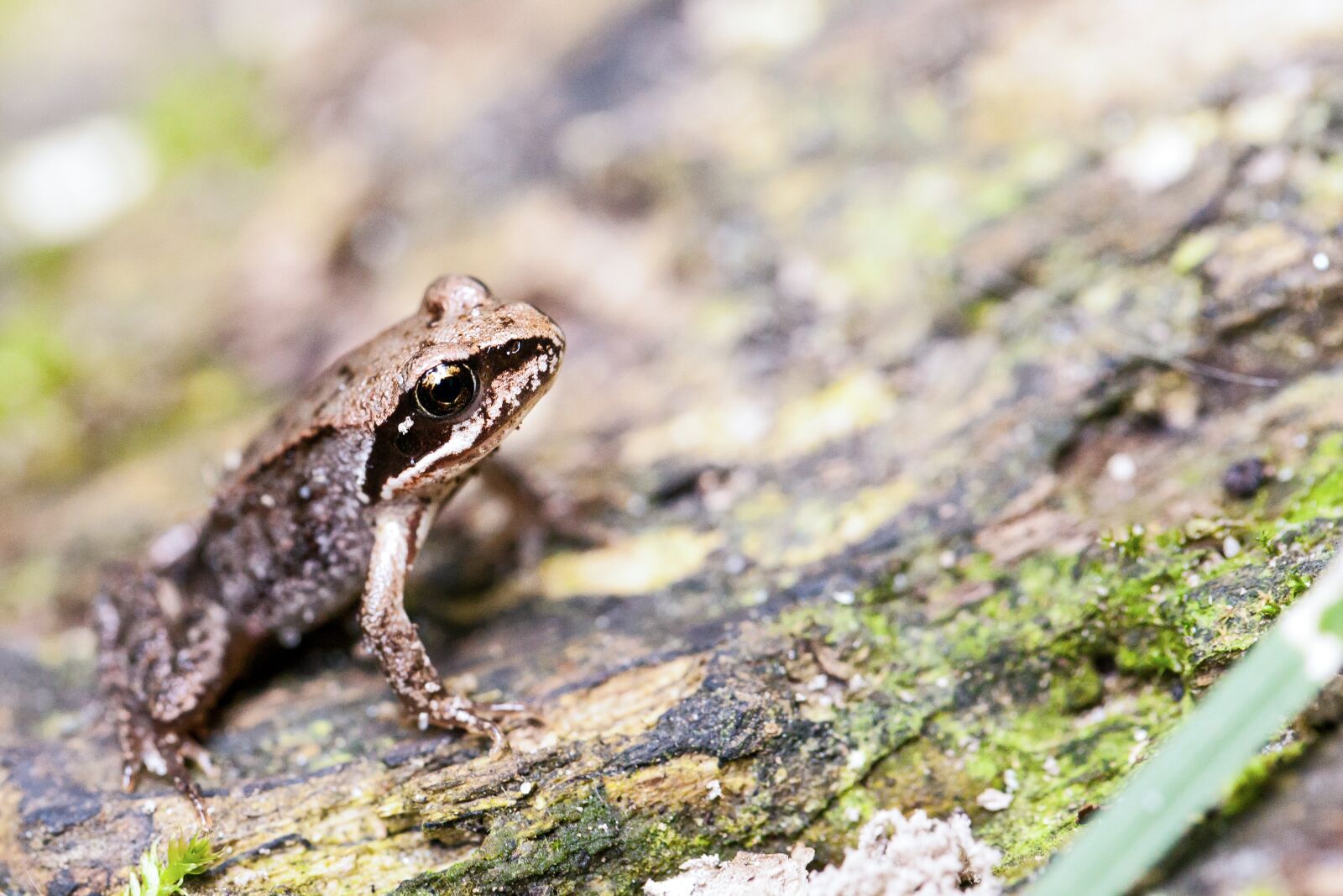 Canon EOS 5D Mark II + Canon EF 100mm F2.8L Macro IS USM sample photo. Frog, macro, nature photography