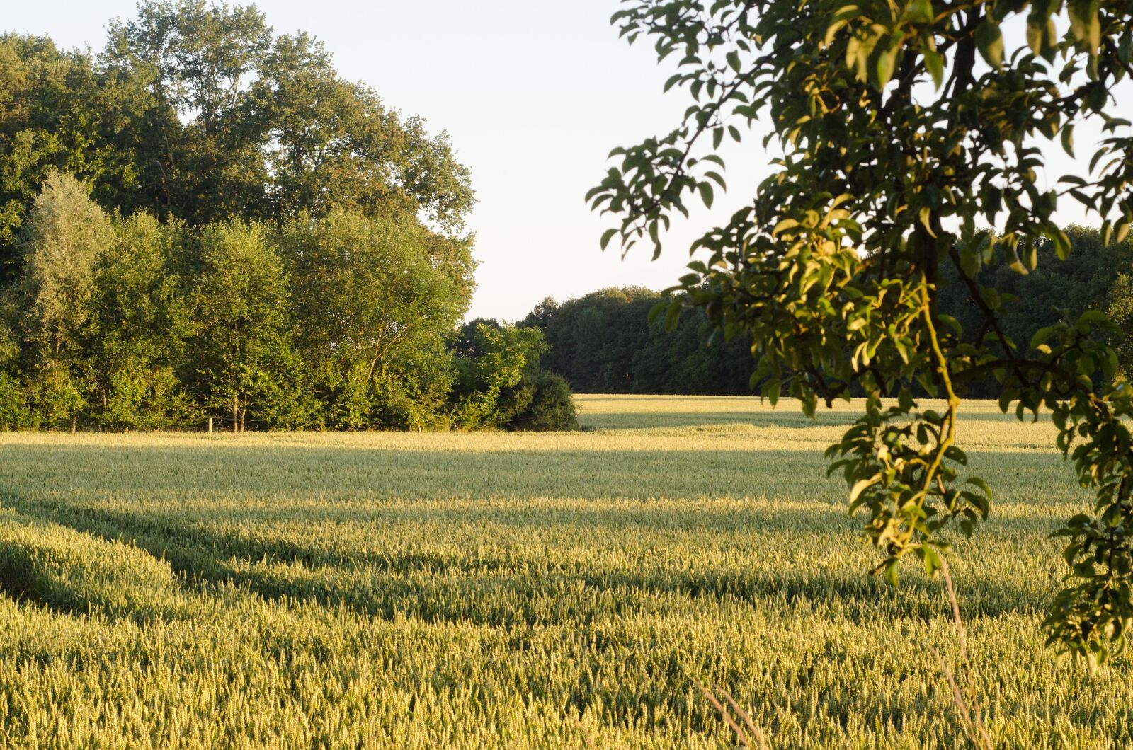 Nikon D7000 sample photo. Green, forest, nature photography