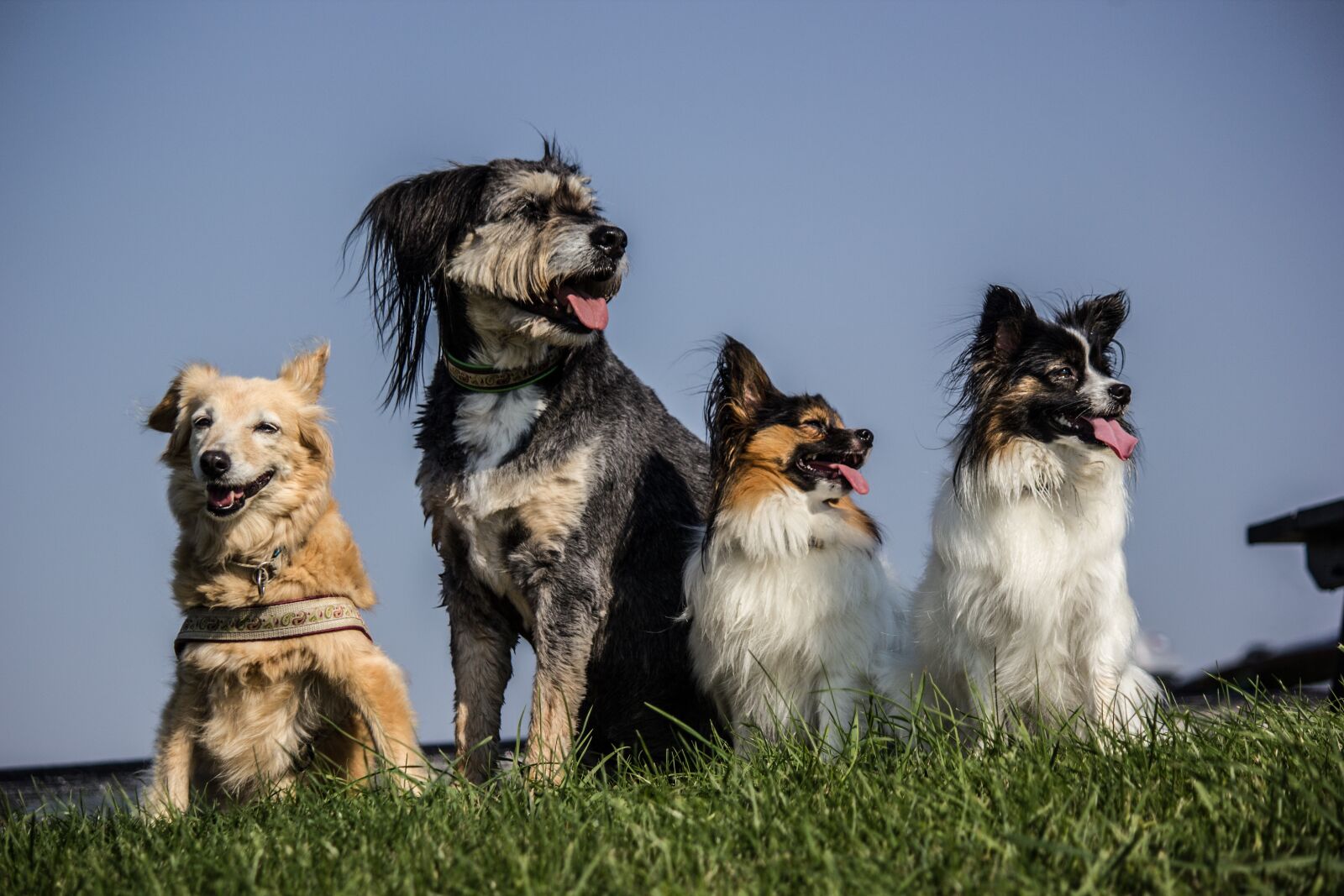 Canon EF-S 55-250mm F4-5.6 IS sample photo. Four dogs, pack, papillon photography