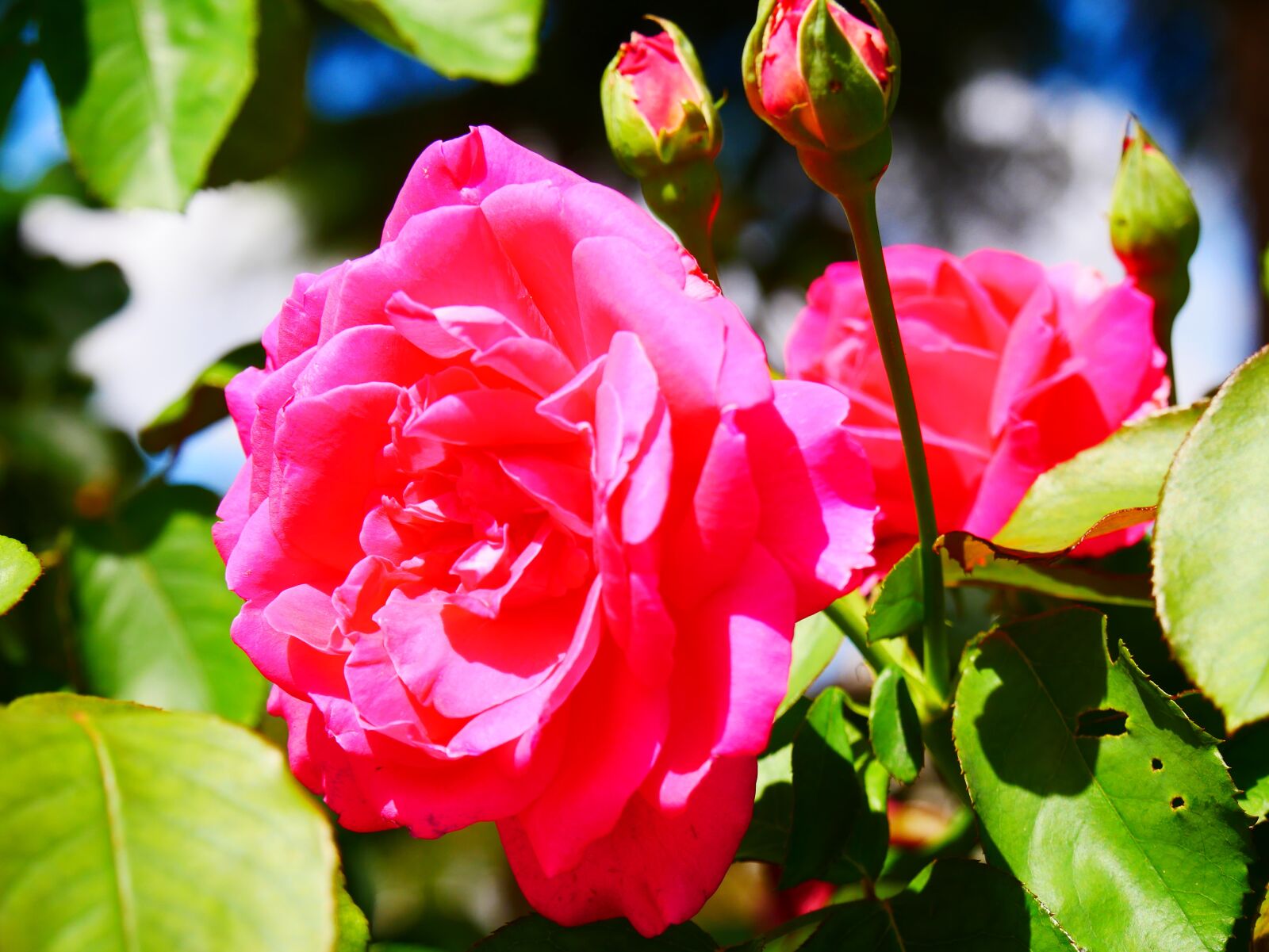 Panasonic Lumix DMC-G85 (Lumix DMC-G80) sample photo. Rose, roses, flower photography