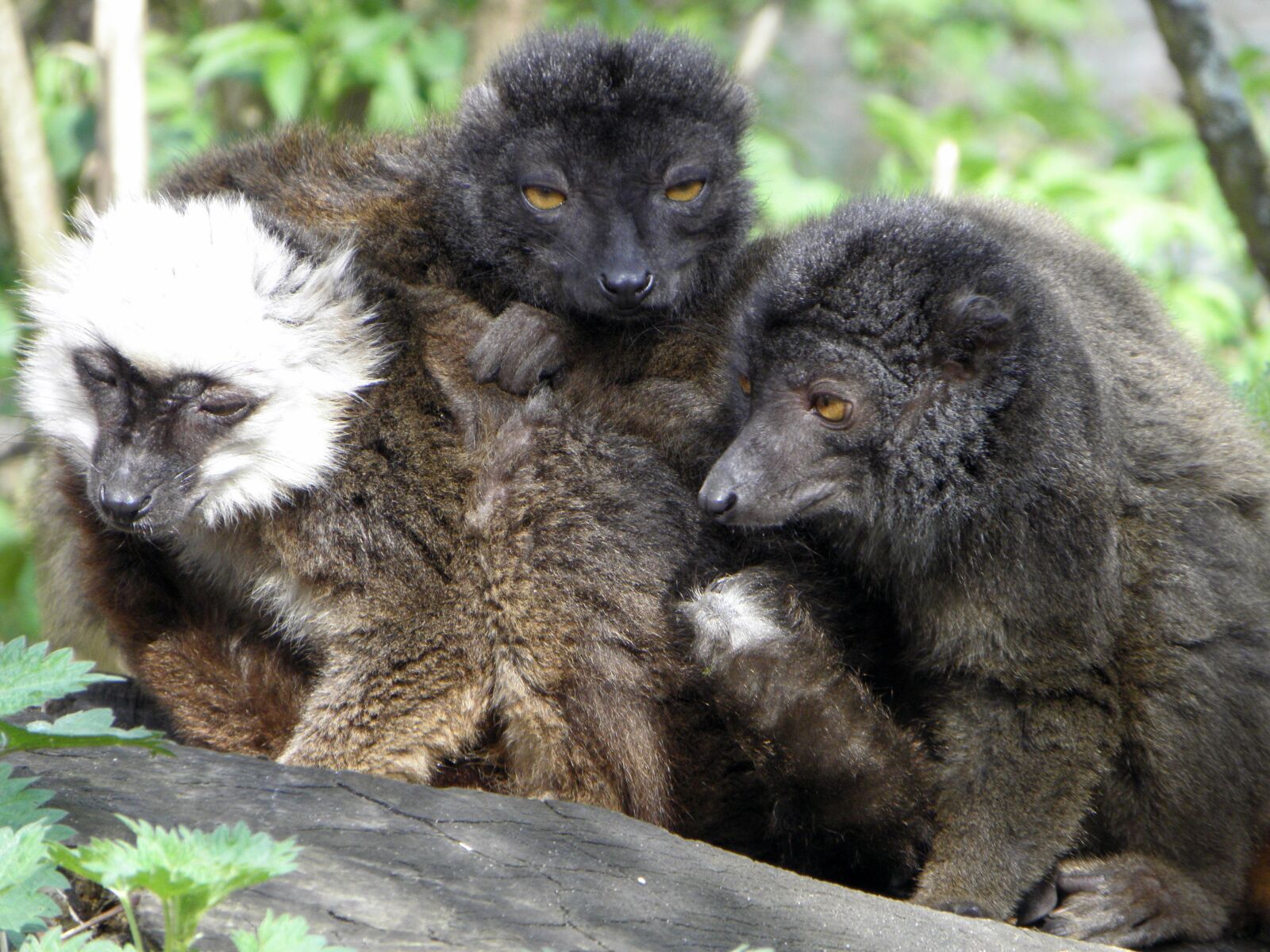 Olympus SP590UZ sample photo. Black lemur, lemurs, wildlife photography